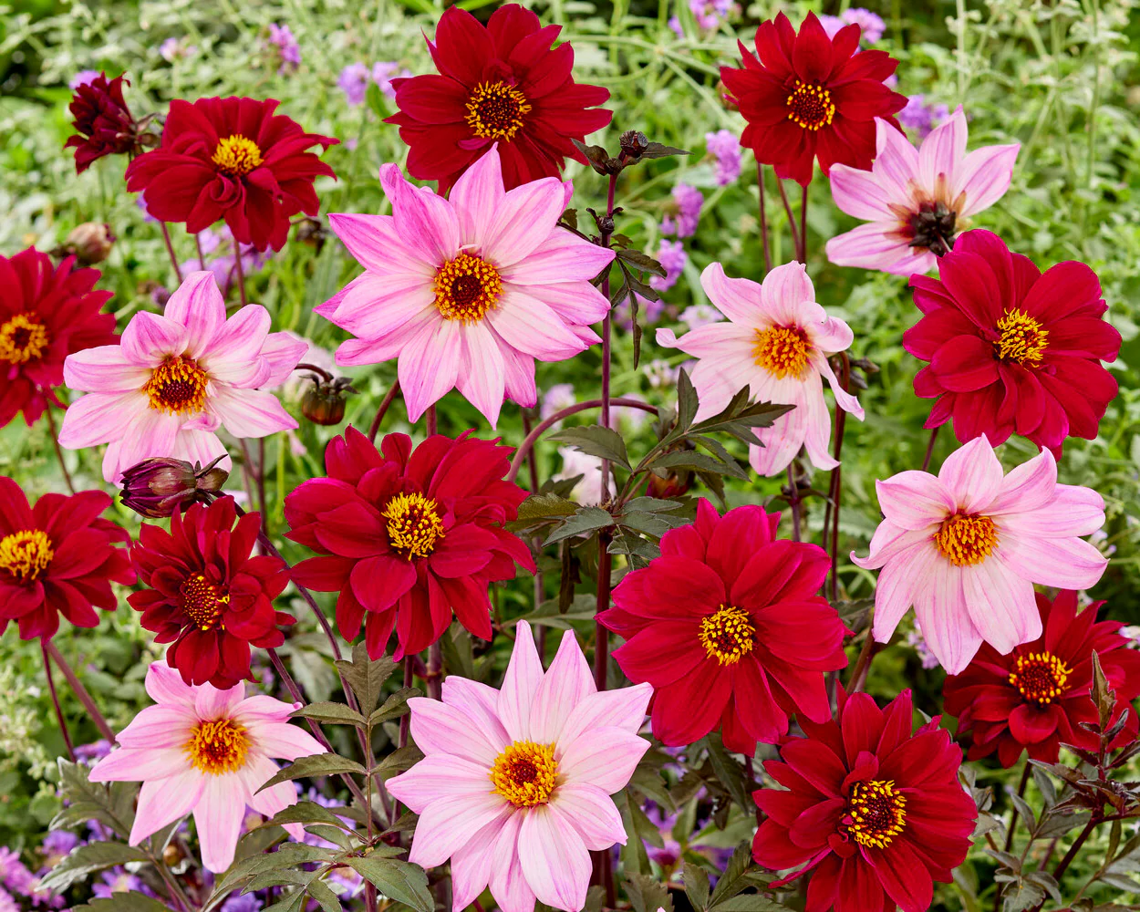 Dahlia 'Bishop of Canterbury' - Image 5