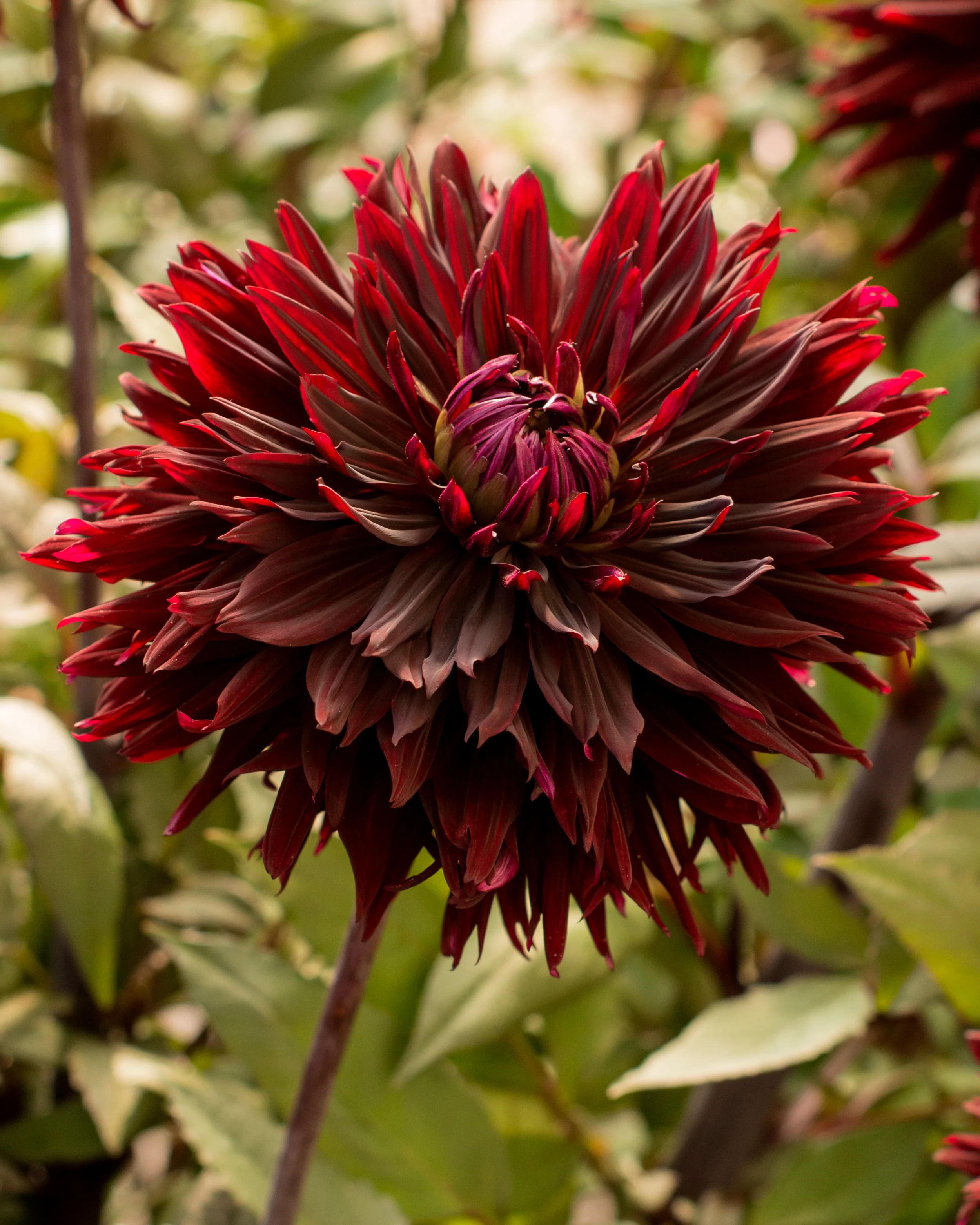 Dahlia 'Black Jack'