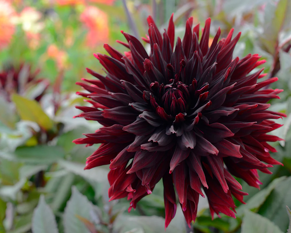 Dahlia 'Black Jack' - Image 2