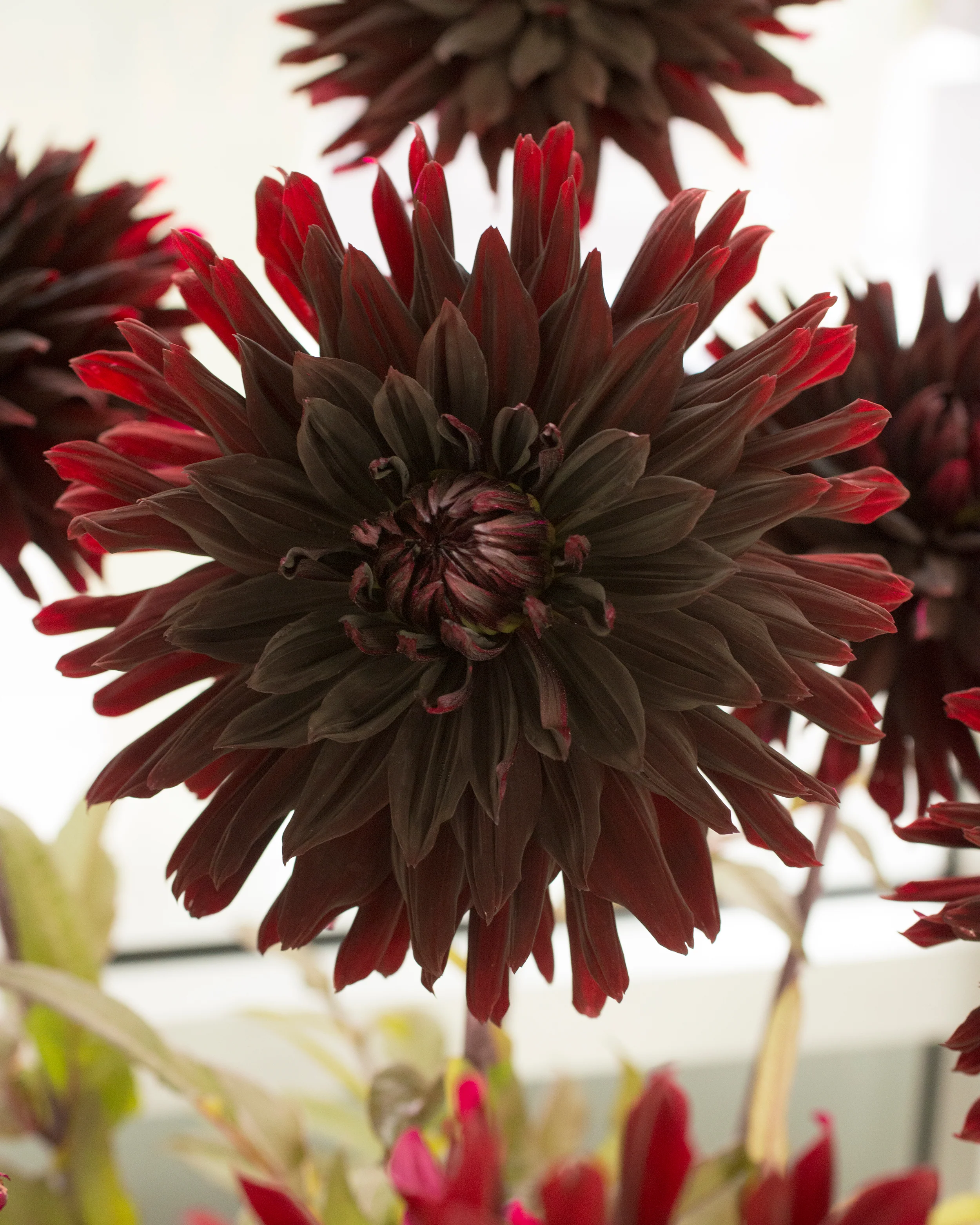 Dahlia 'Black Jack' - Image 4