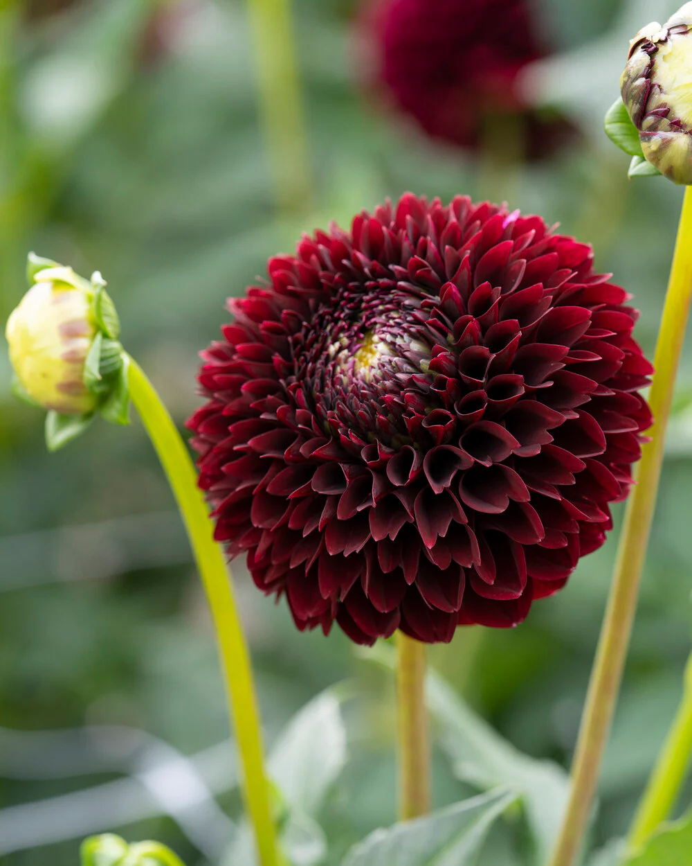 Dahlia 'Black Pierre' - Image 7