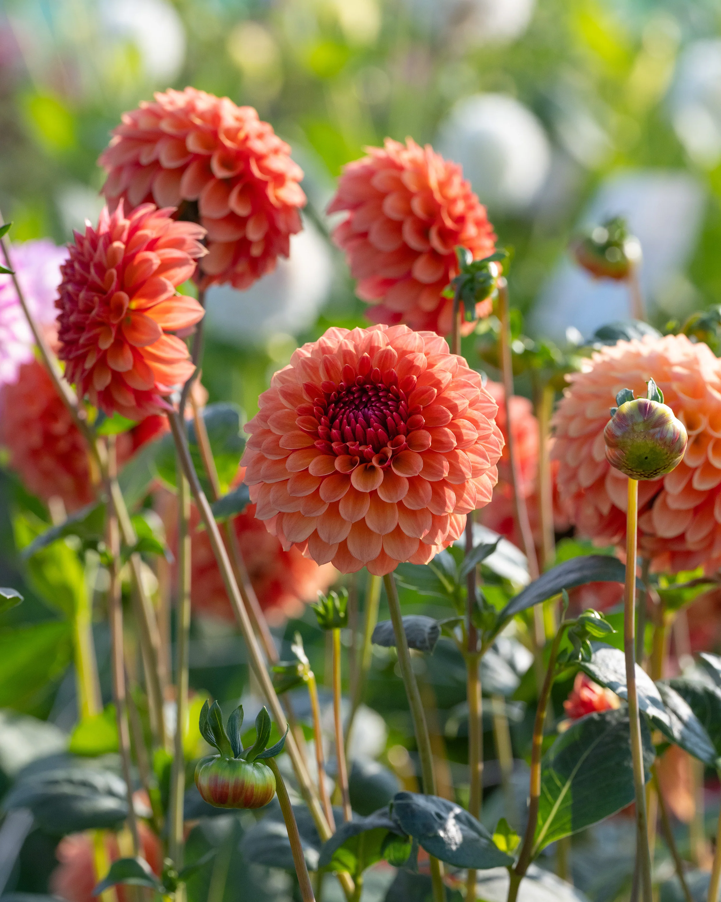 Dahlia 'Bonanza' - Image 4