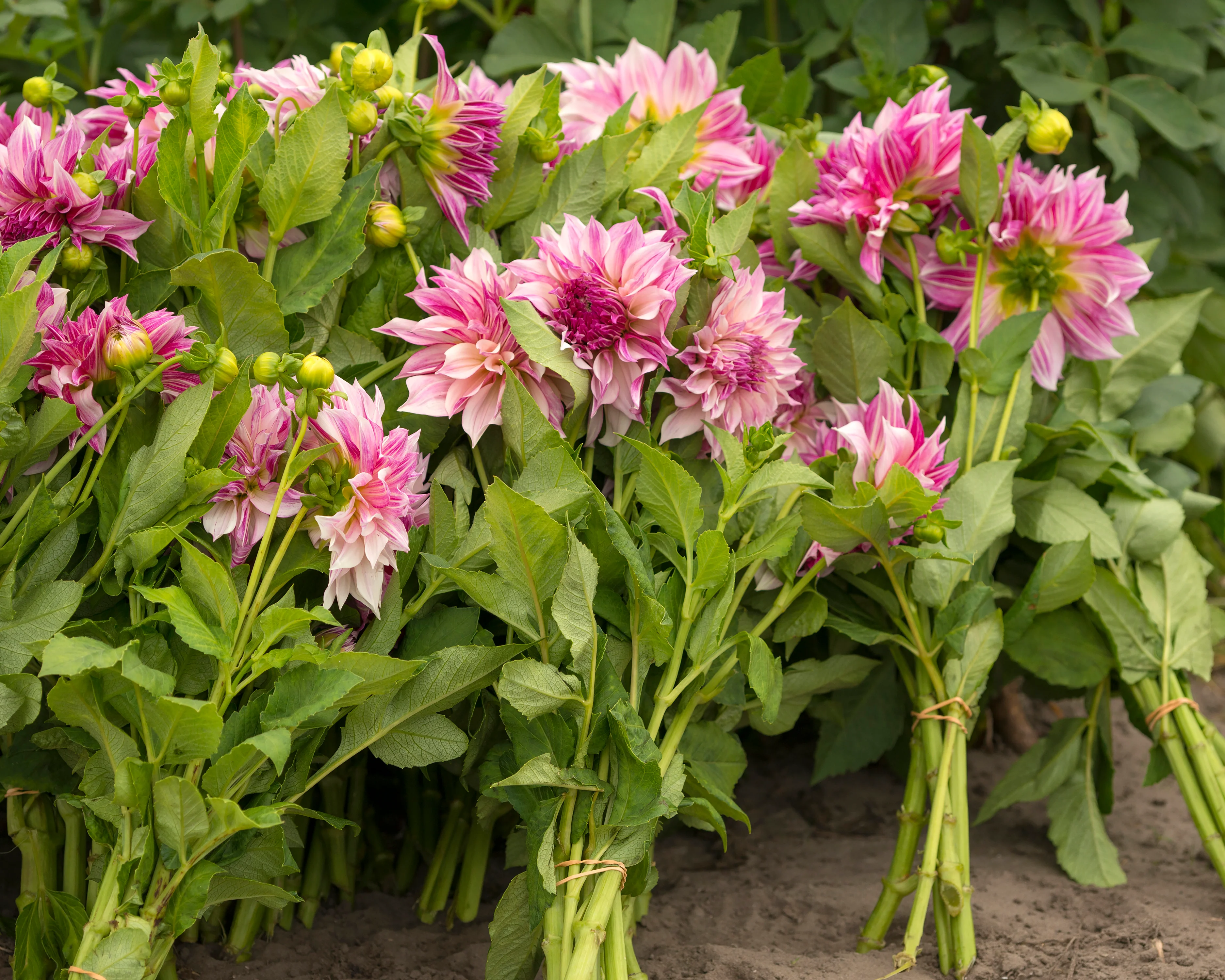 Dahlia 'Café au Lait Royal' - Image 5