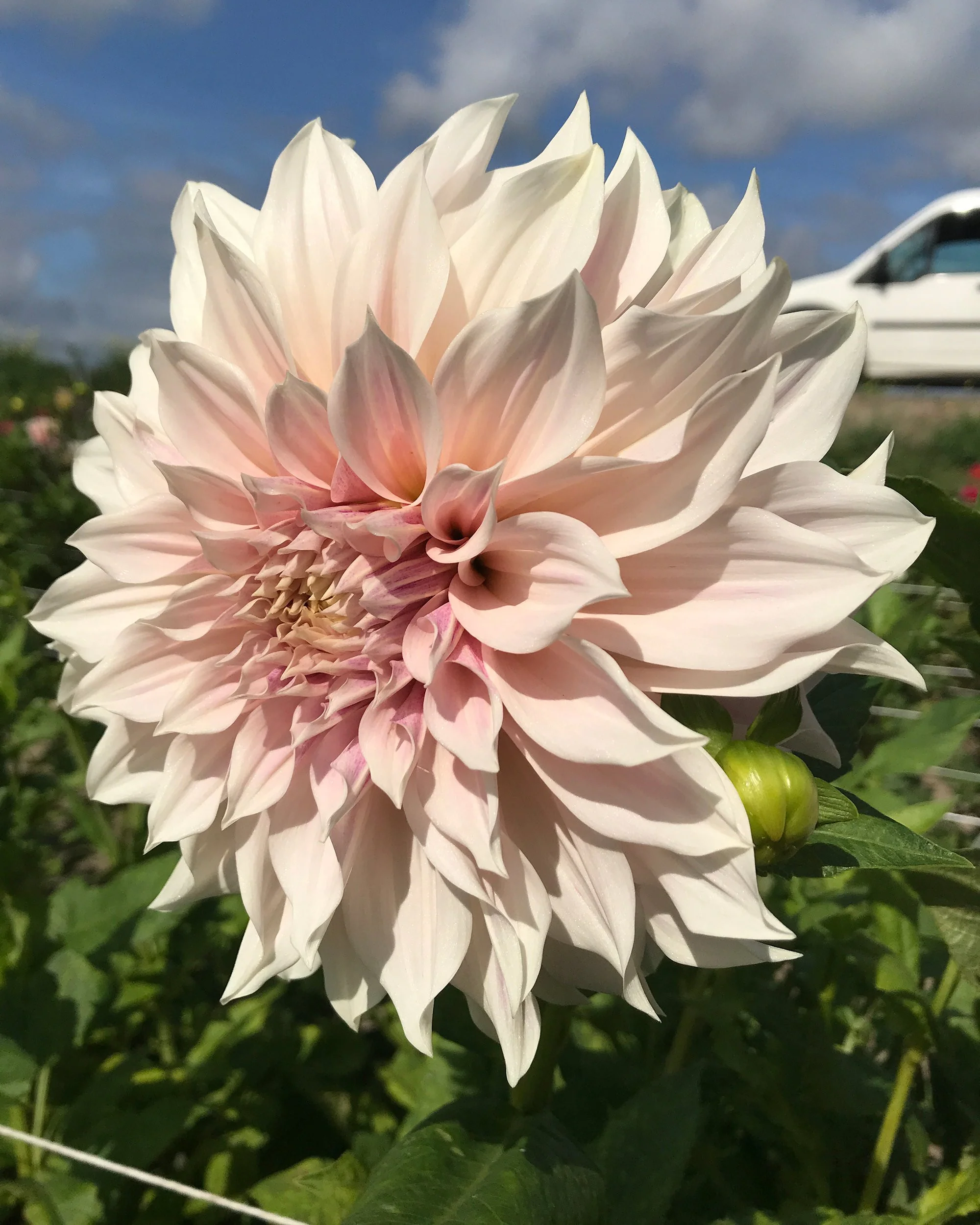 Dahlia 'Café au Lait' - Image 10