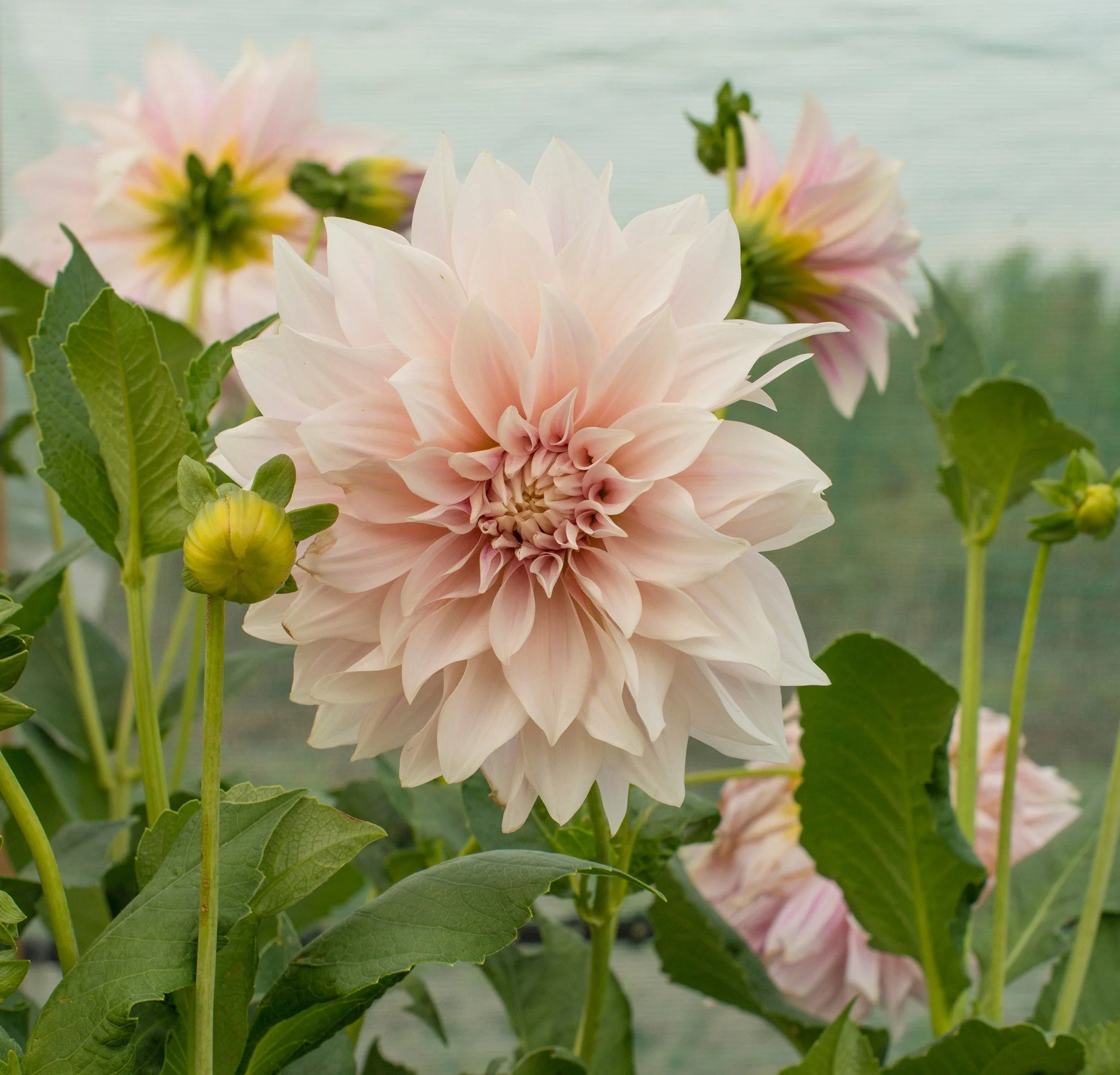 Dahlia 'Café au Lait' - Image 12