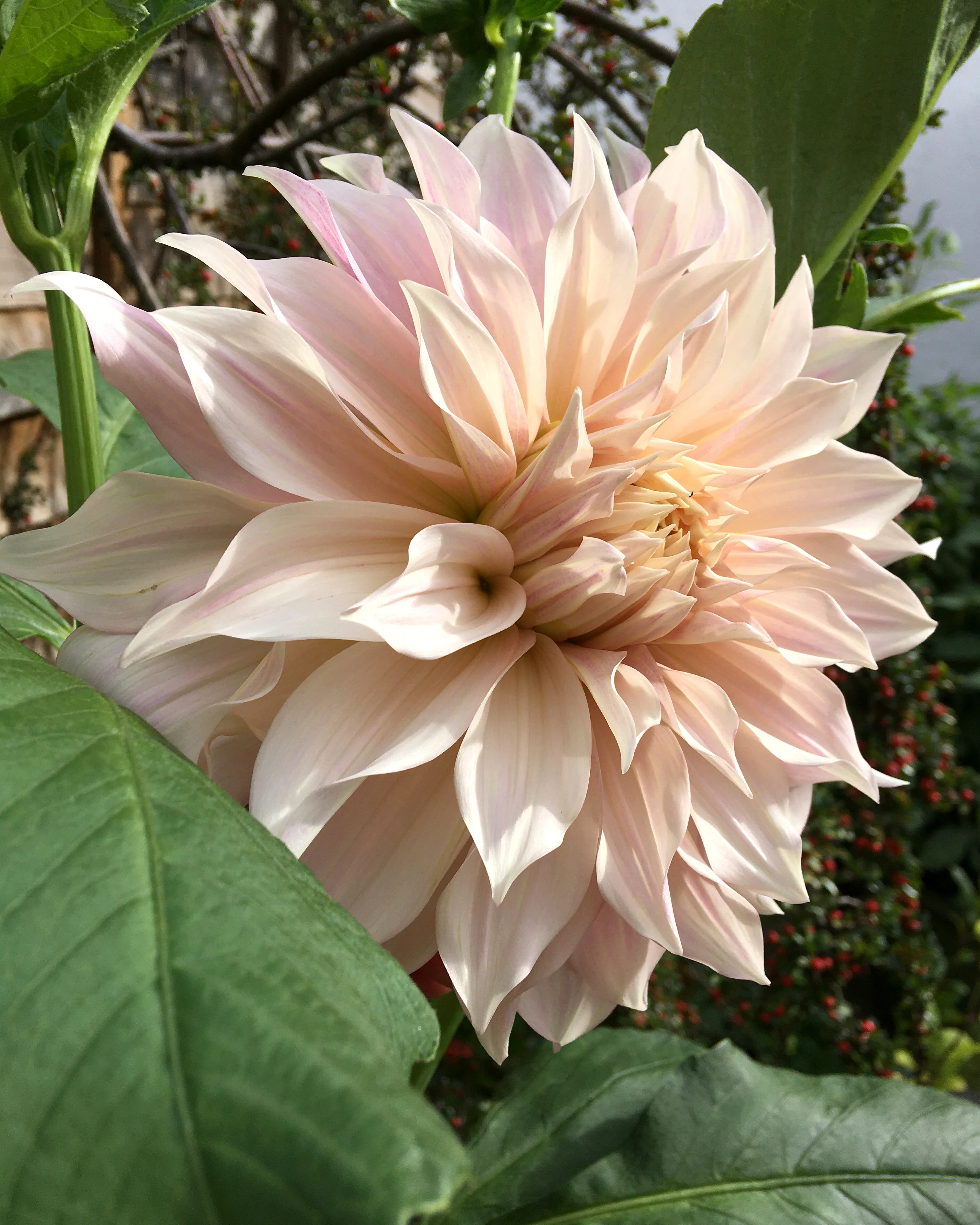 Dahlia 'Café au Lait' - Image 13