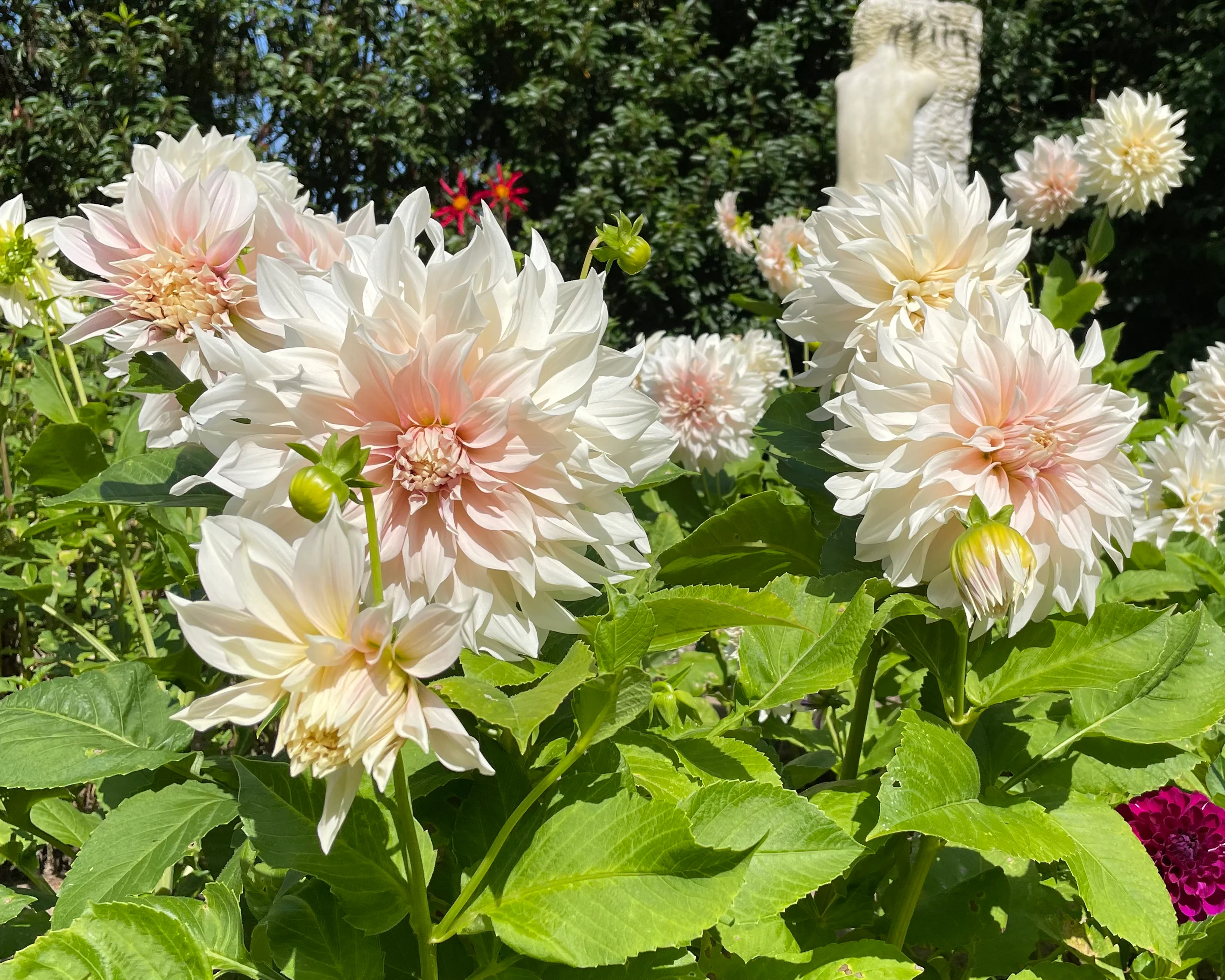 Dahlia 'Café au Lait' - Image 3
