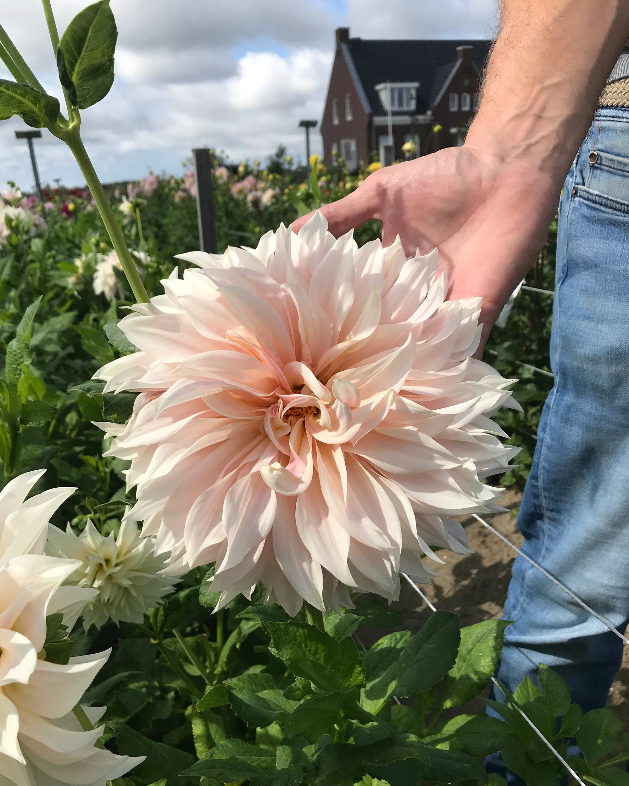 Dahlia 'Café au Lait' - Image 4