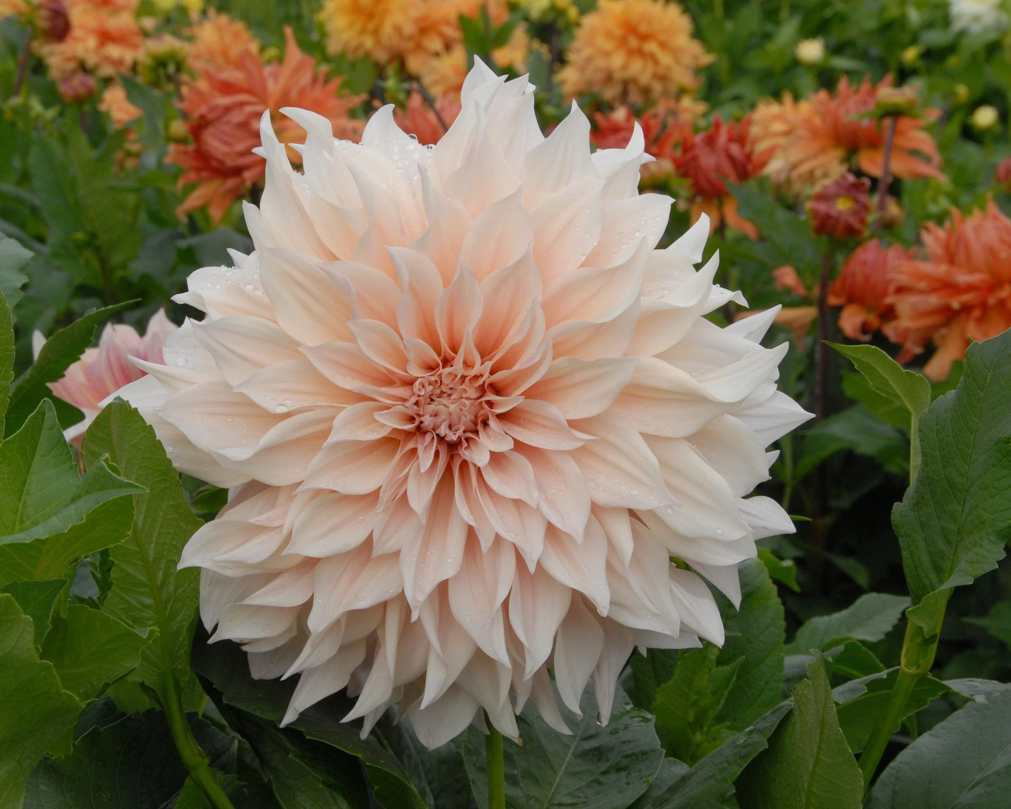 Dahlia 'Café au Lait' - Image 6