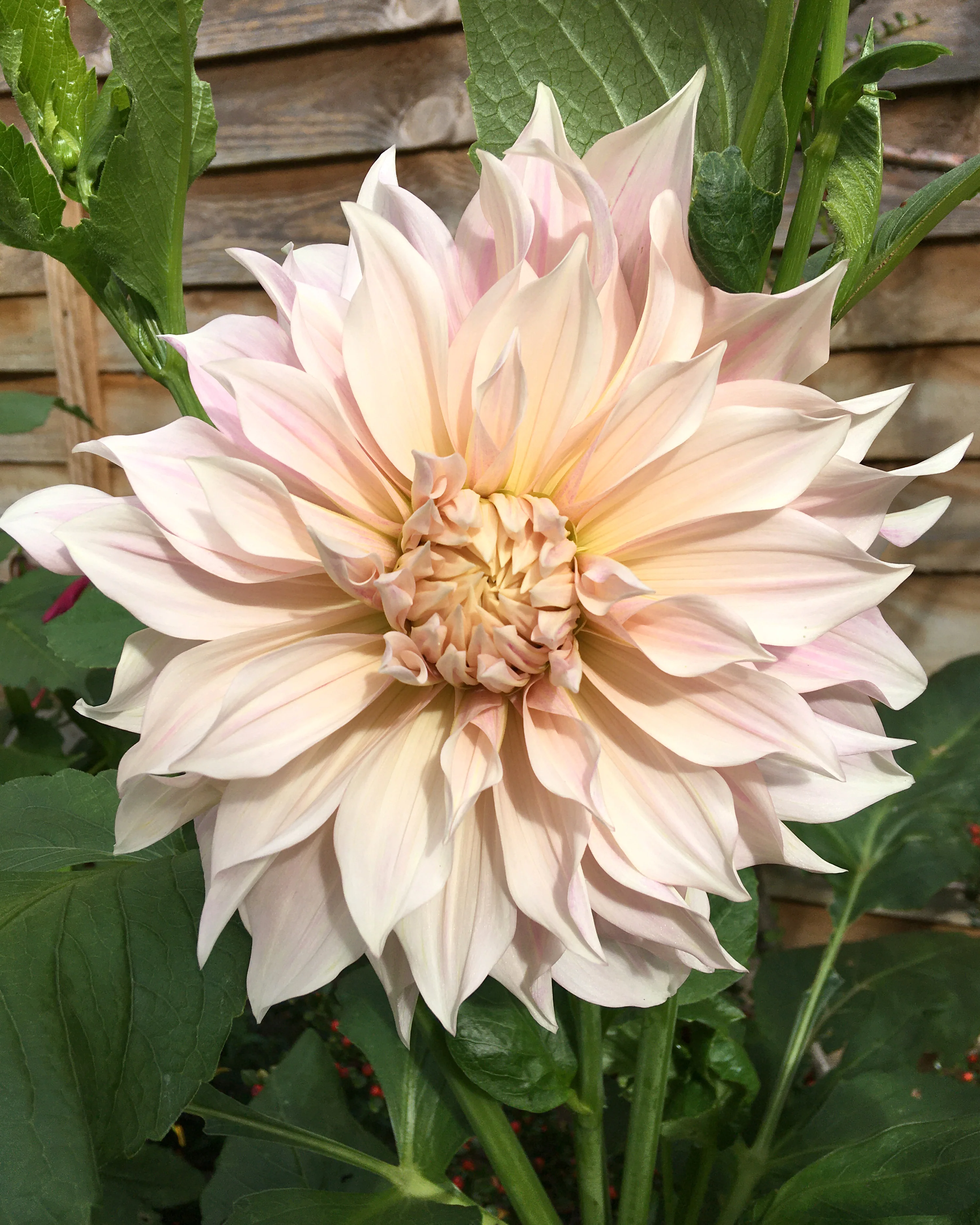 Dahlia 'Café au Lait' - Image 8