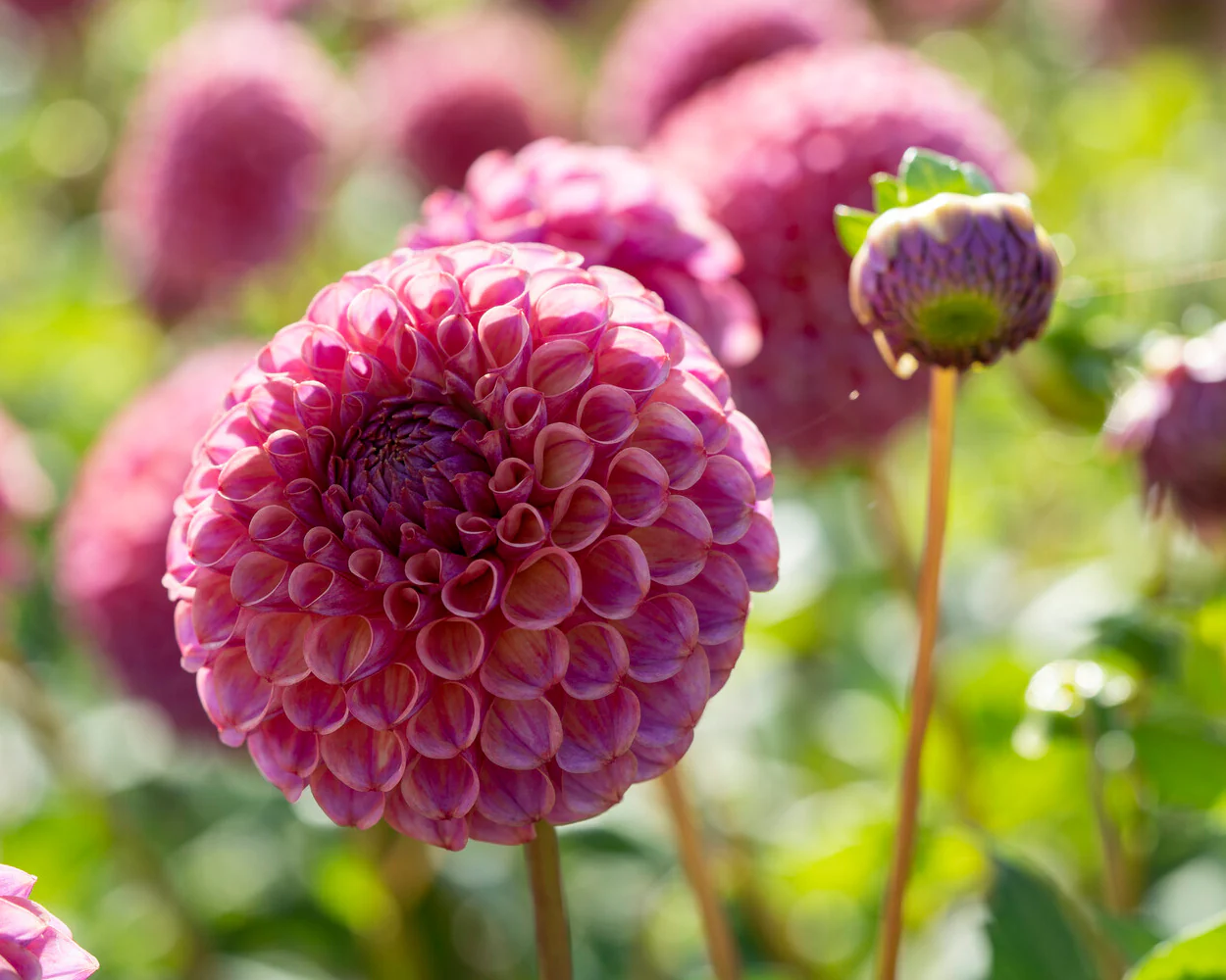 Dahlia 'Caitlin’s Joy' - Image 2