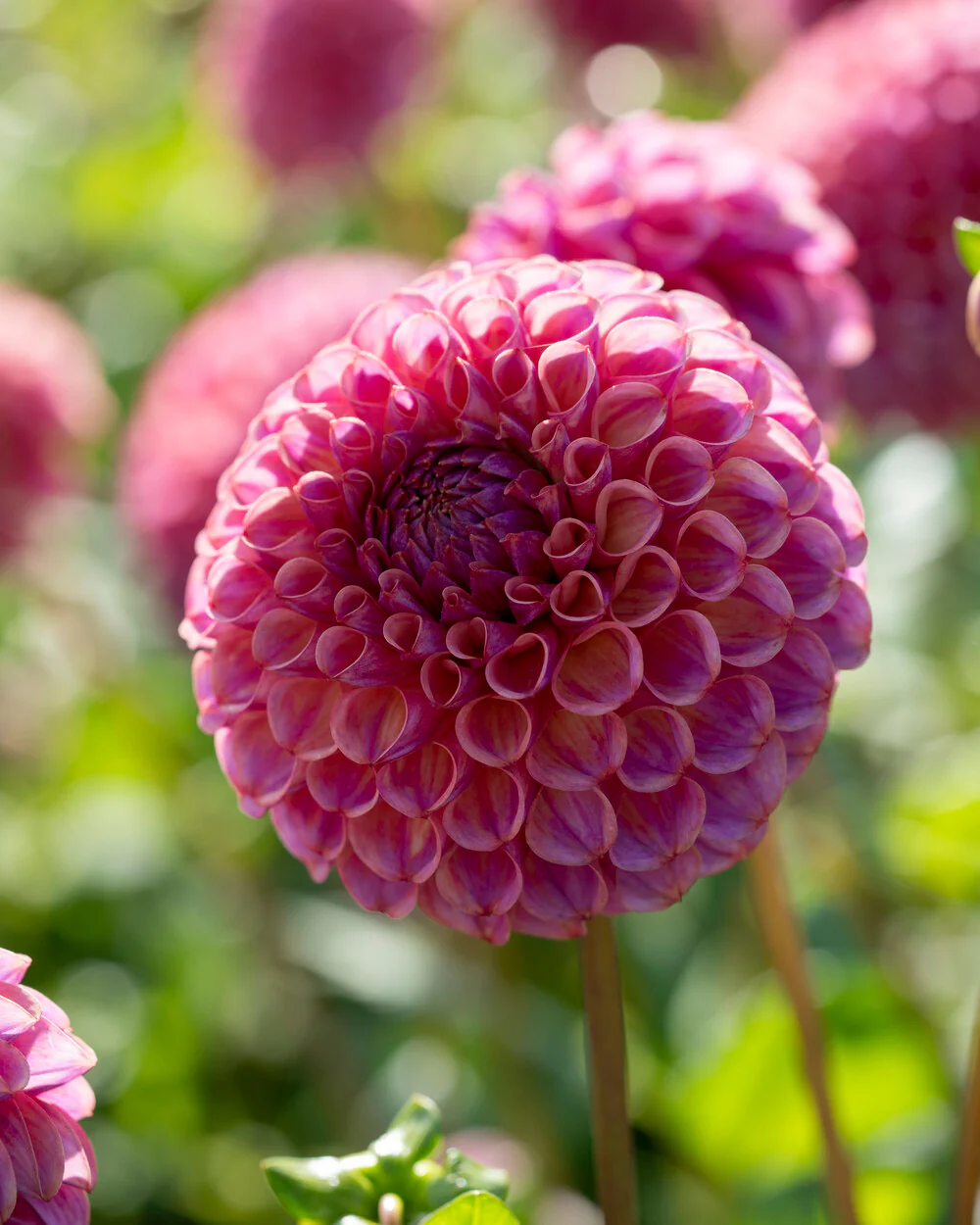 Dahlia 'Caitlin’s Joy' - Image 5