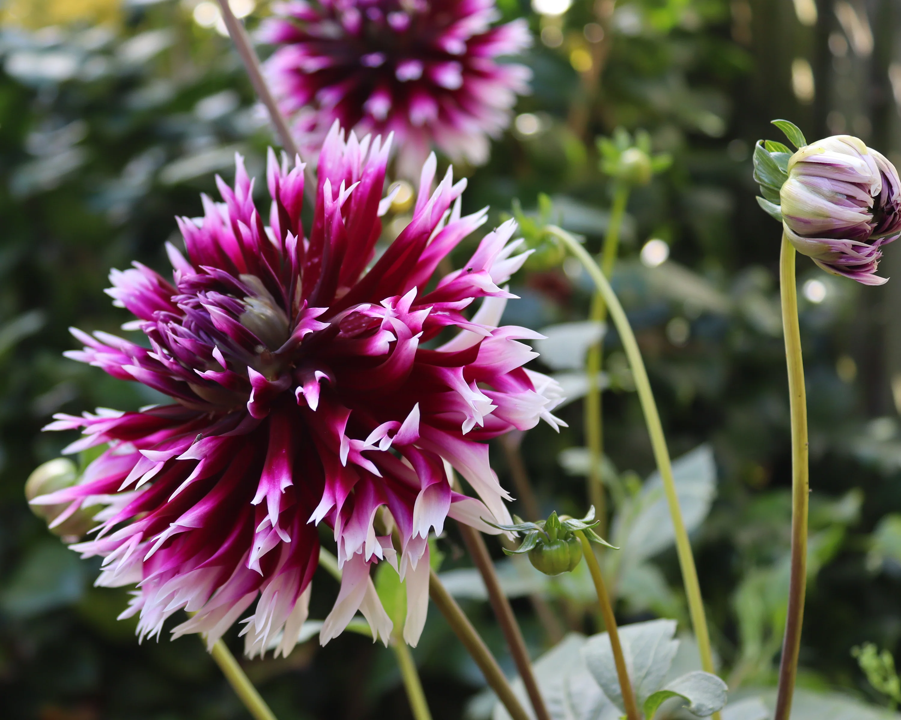 Dahlia 'Clair-Obscur' - Image 6