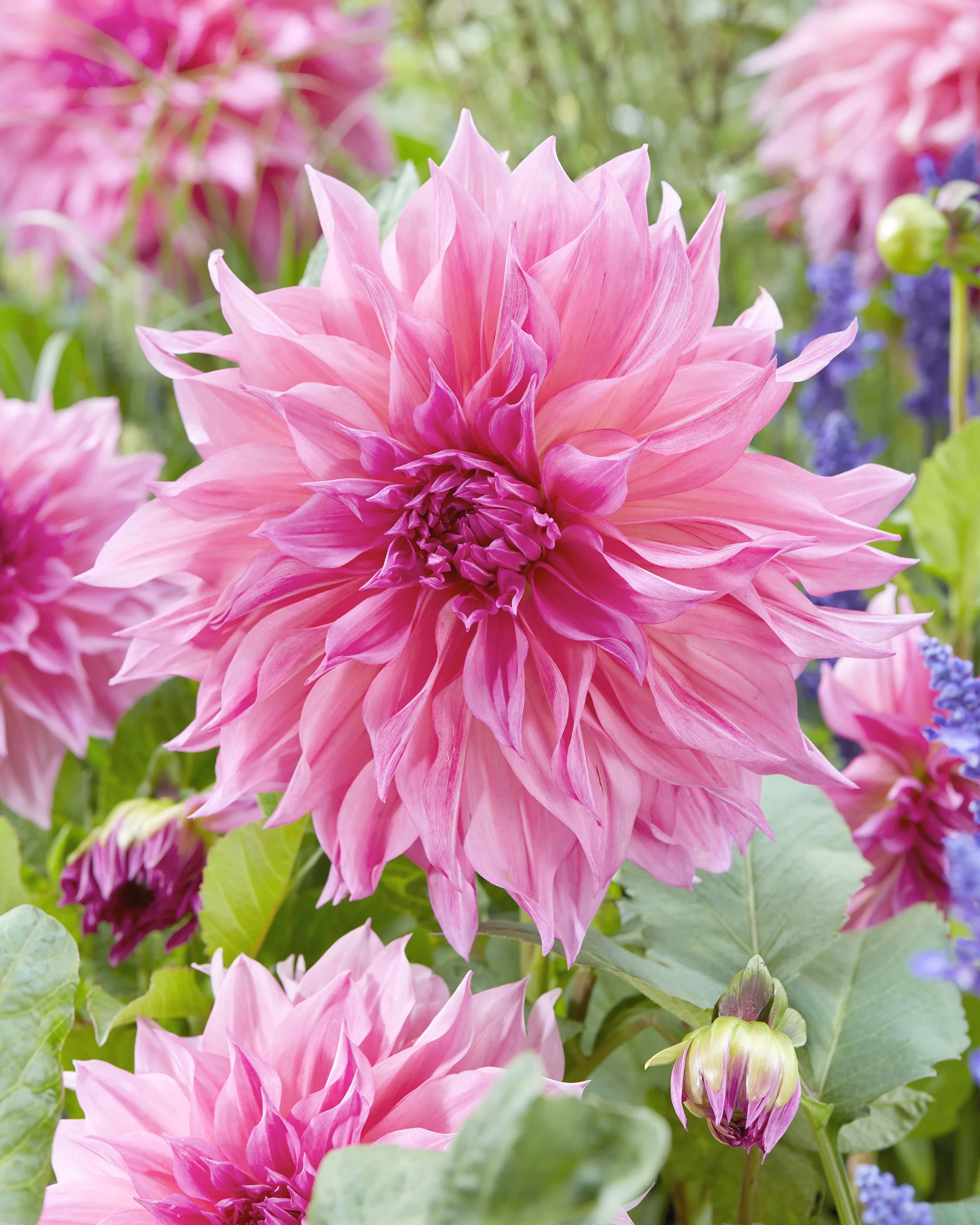 Dahlia collection 'Barista' - Image 4