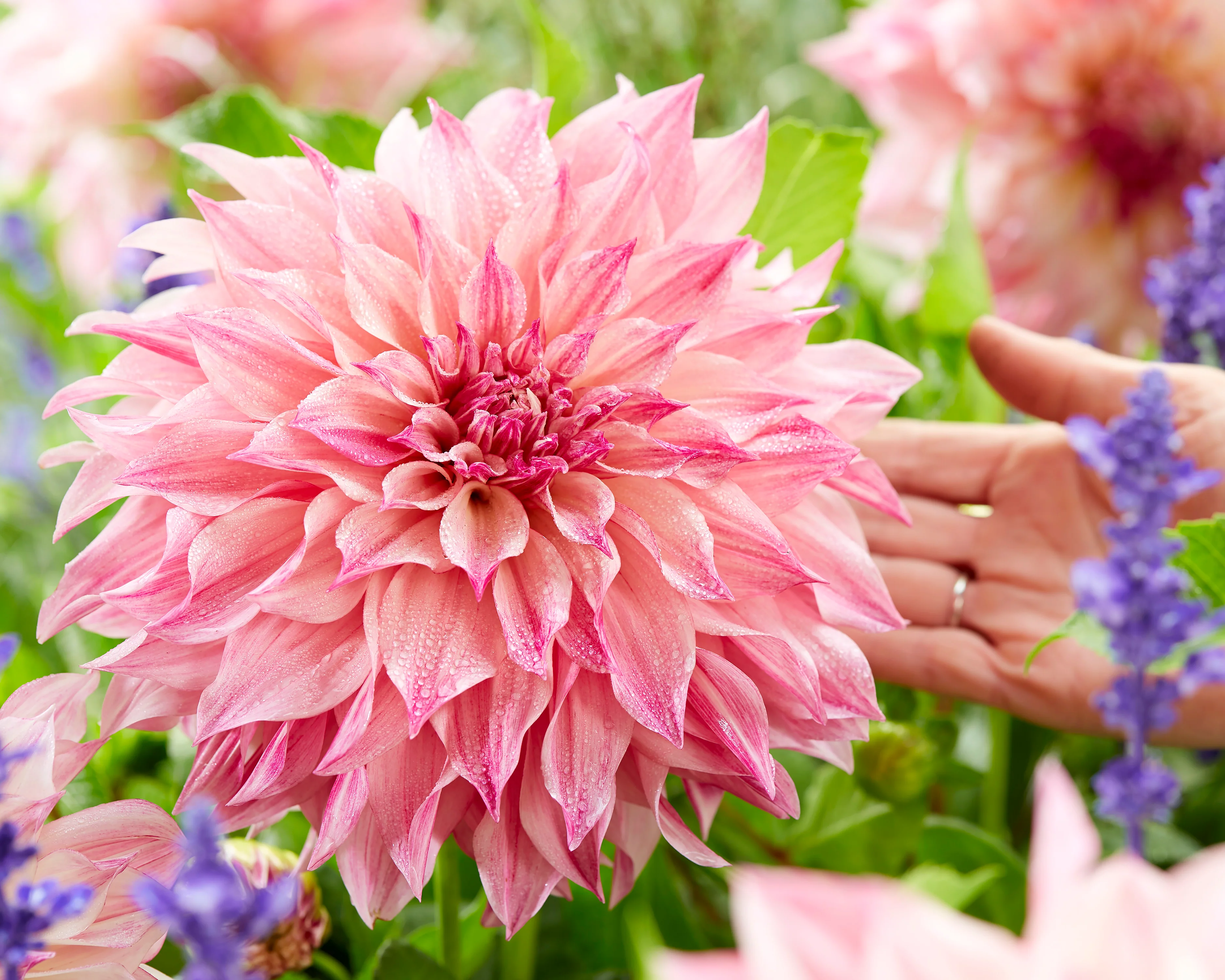 Dahlia collection 'Barista' - Image 7