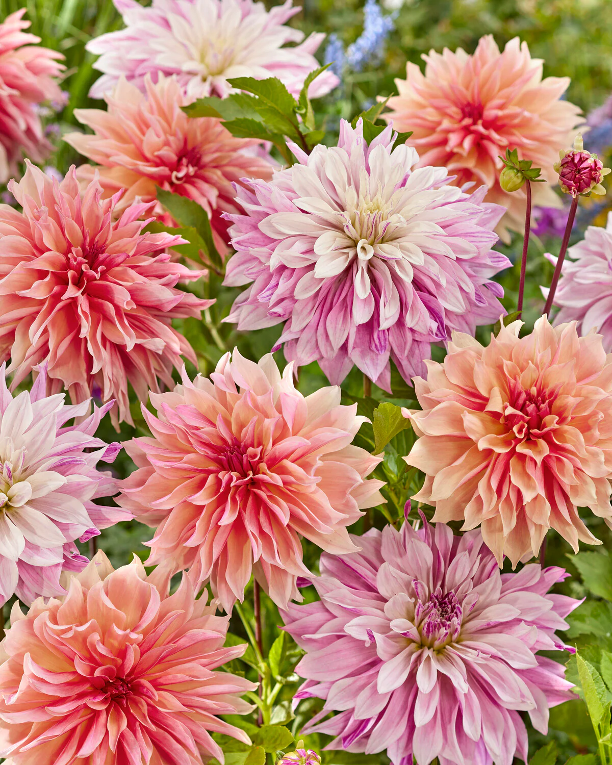 Dahlia collection 'Lavish Labyrinths' - Image 3