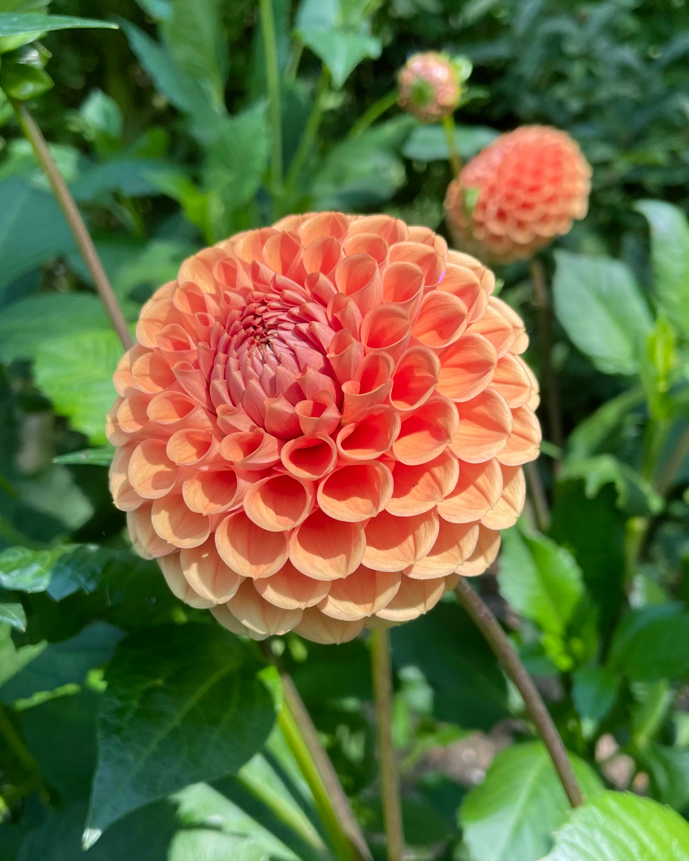Dahlia 'Cornel Brons' - Image 8