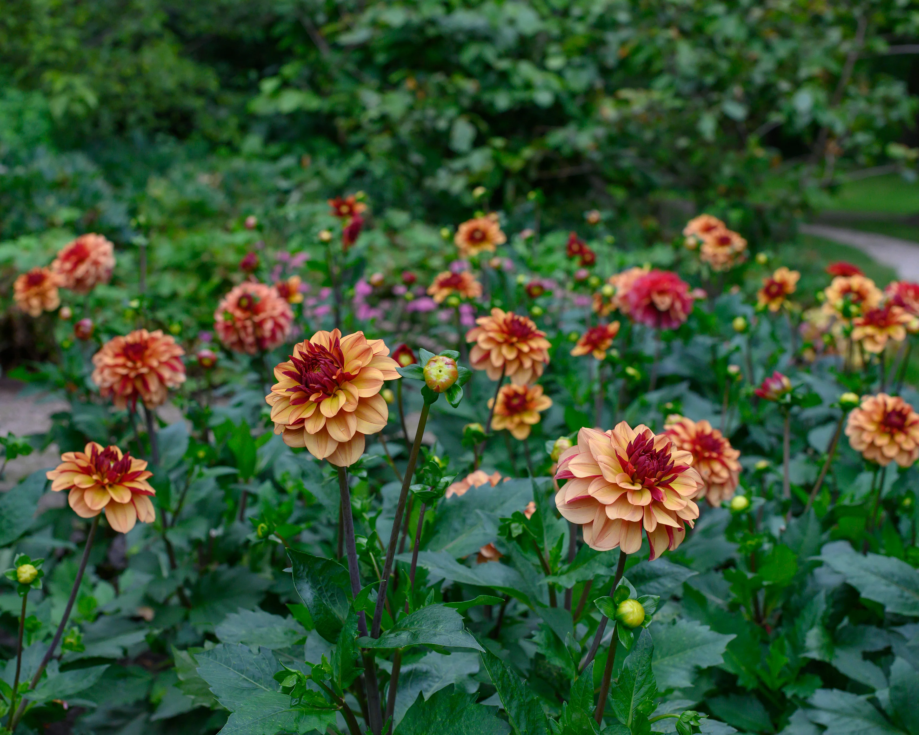 Dahlia 'Crème de Cognac' - Image 6