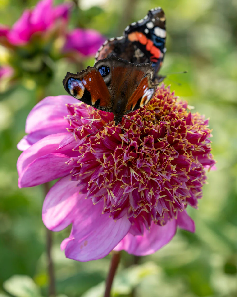 Dahlia 'Dad's Favourite' - Image 4