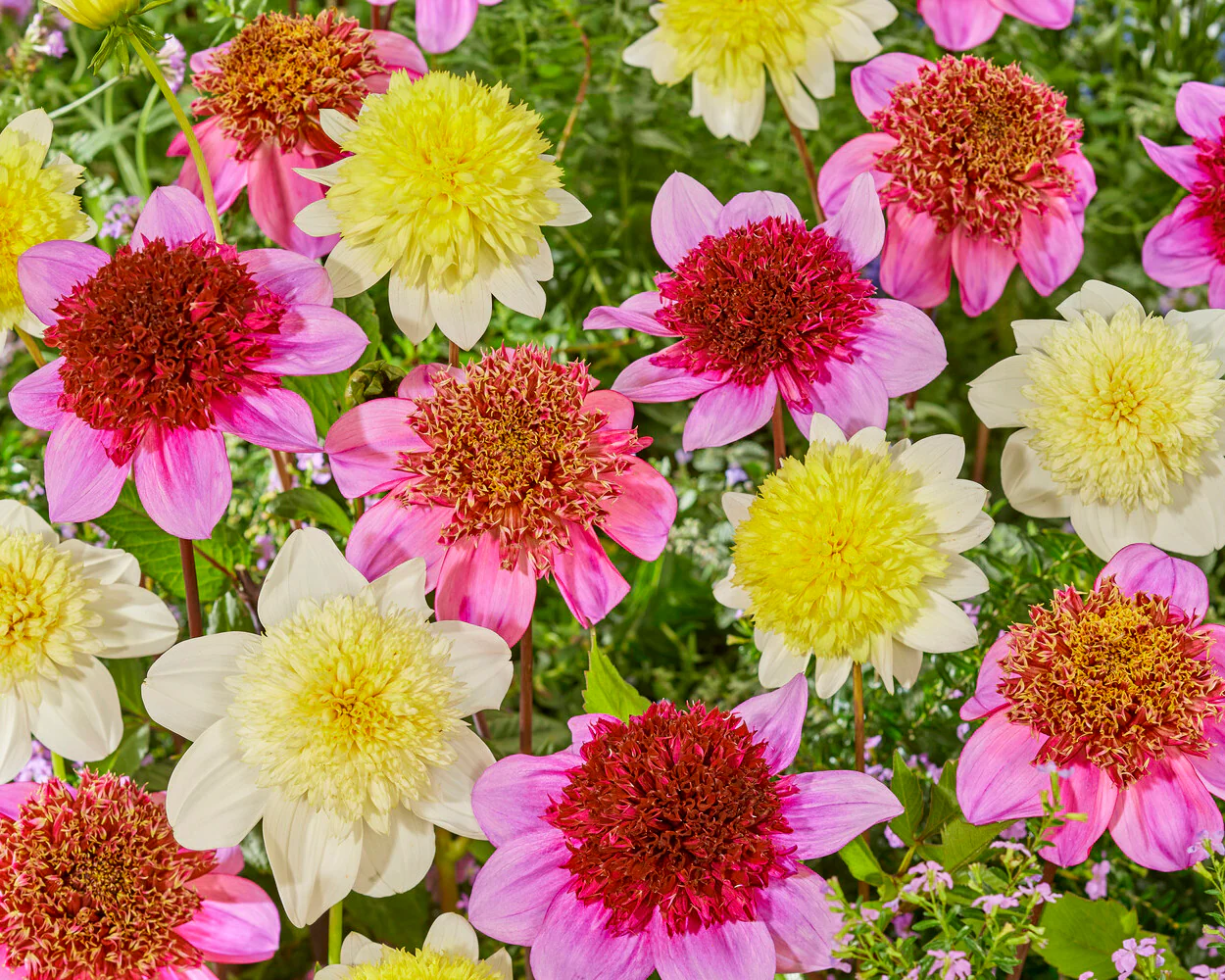 Dahlia 'Dad's Favourite' - Image 6