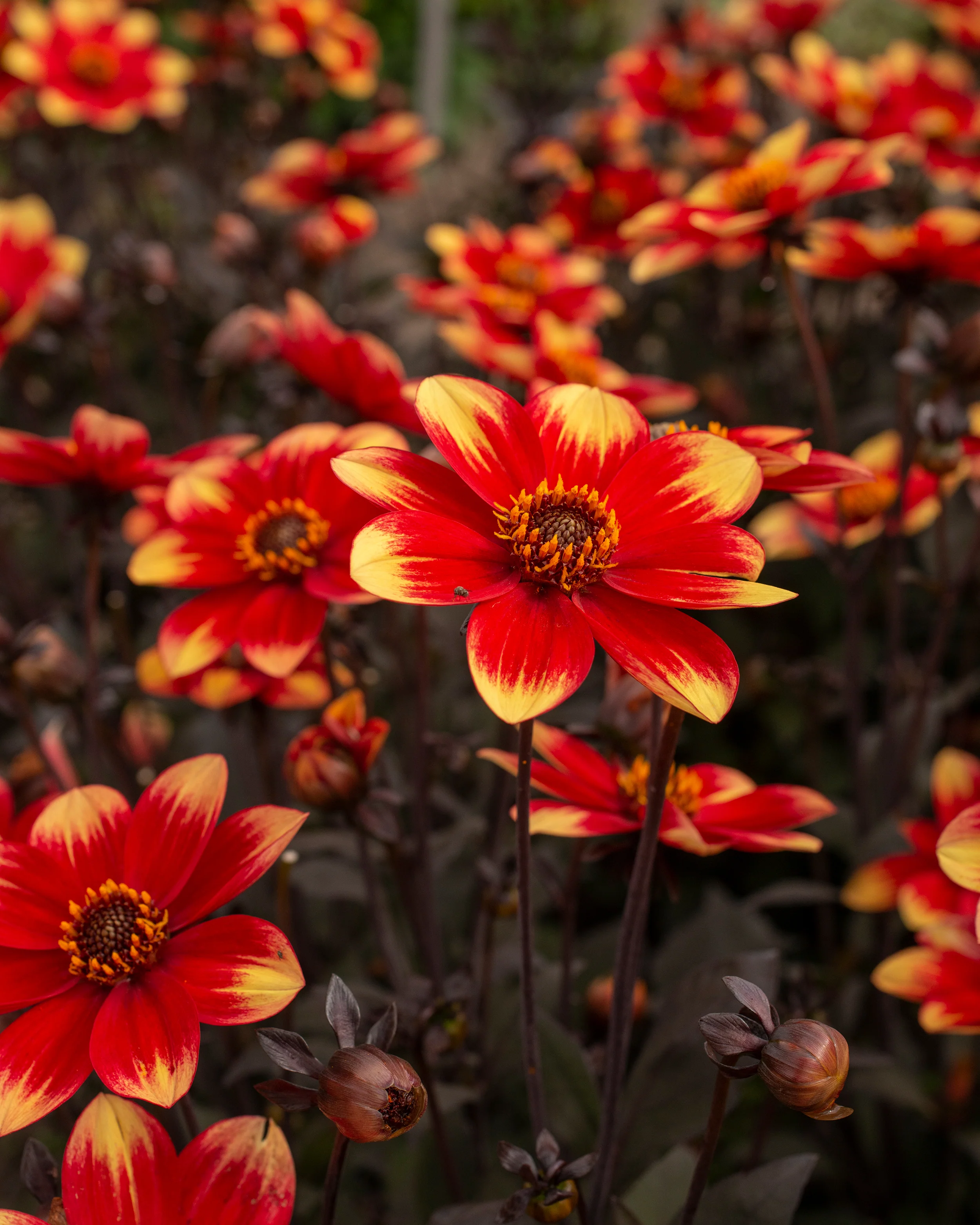 Dahlia 'Dahlegria Bicolore' - Image 4