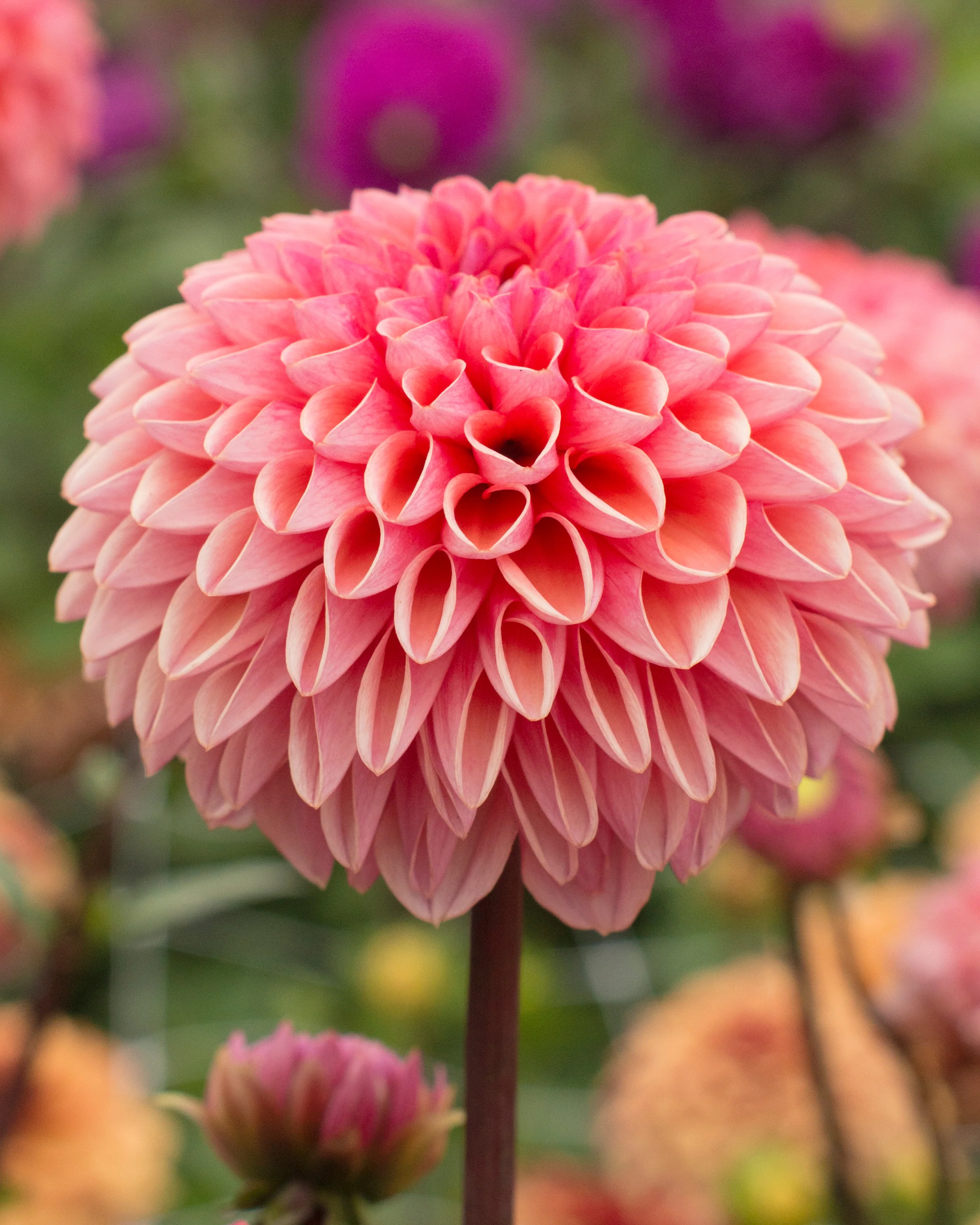 Dahlia 'Daisy Duke'