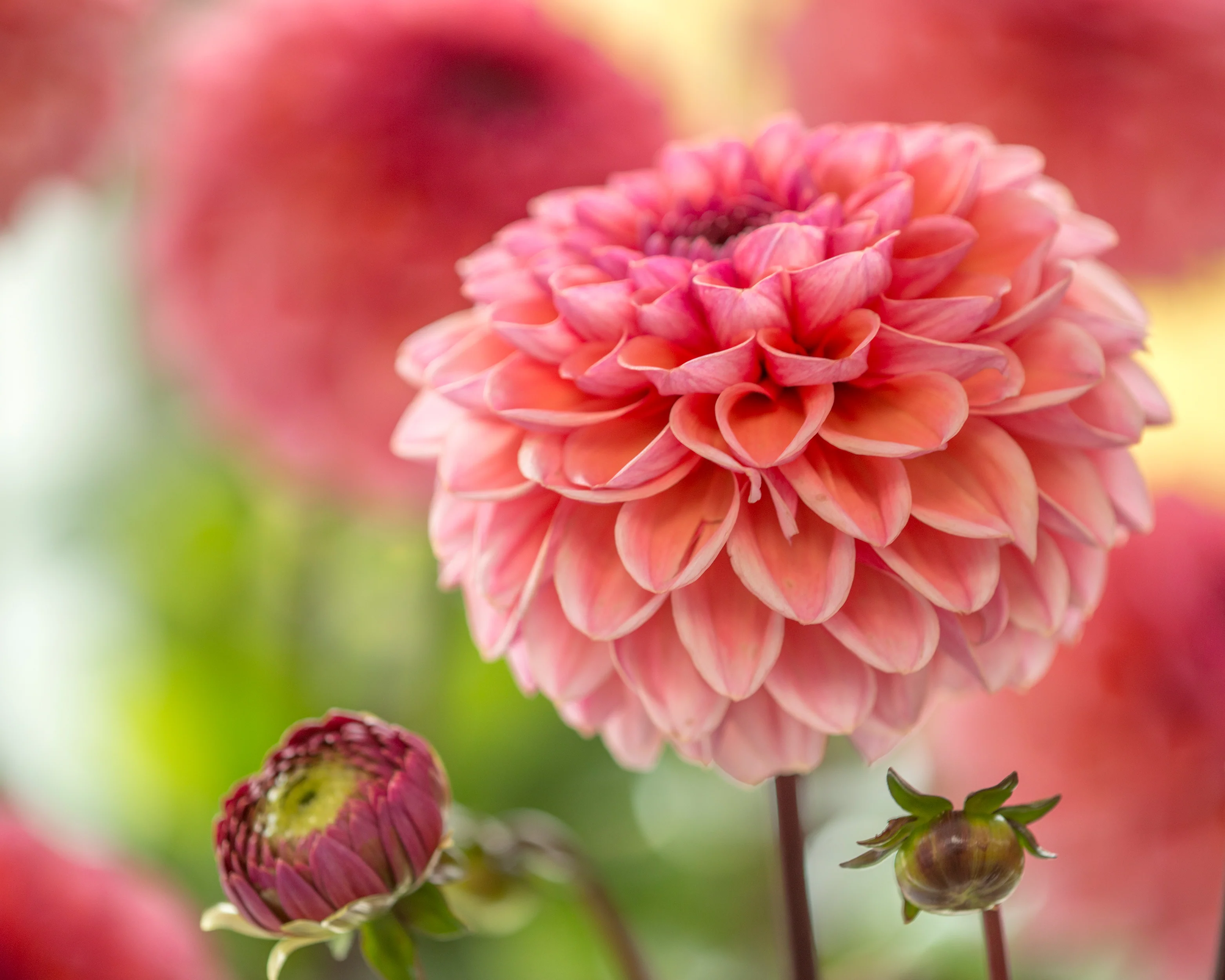 Dahlia 'Daisy Duke' - Image 2
