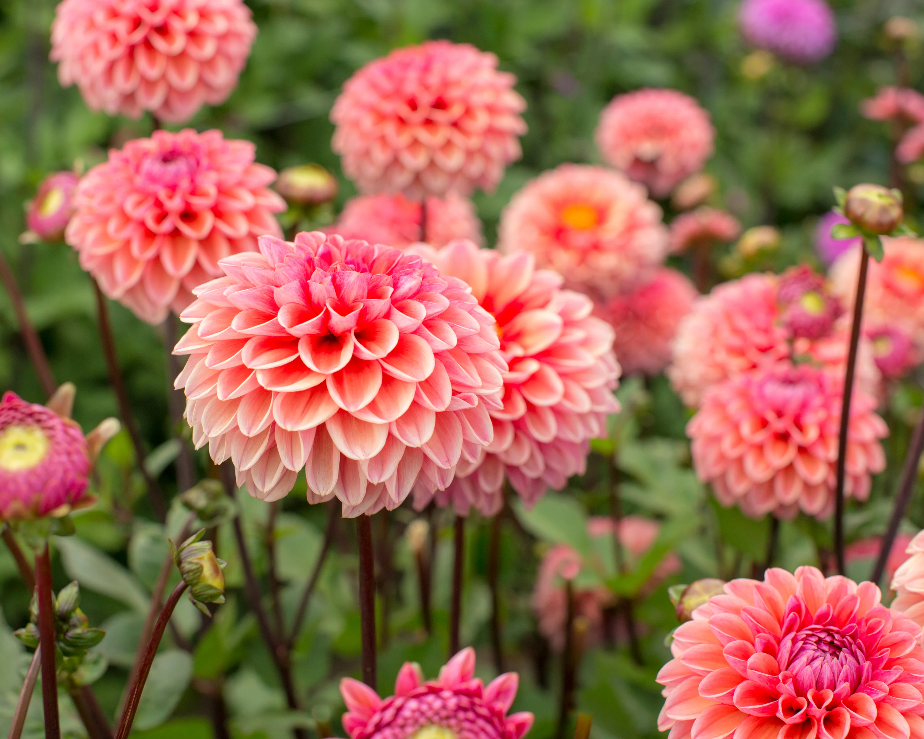 Dahlia 'Daisy Duke' - Image 3