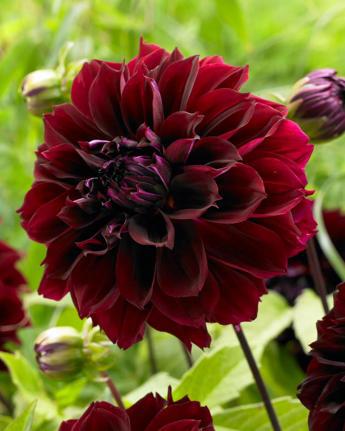 Dahlia 'Dark Fubuki'