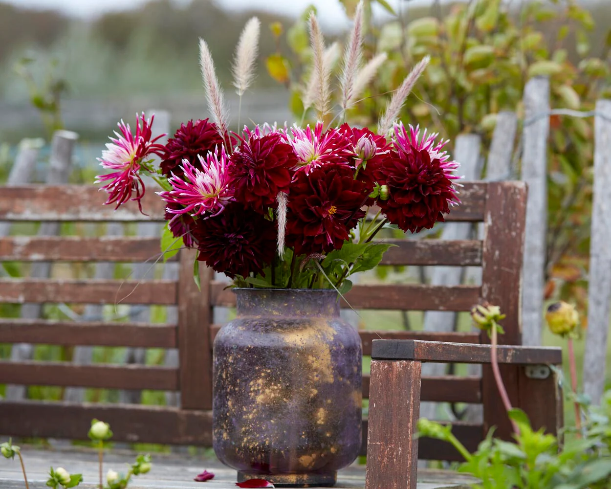 Dahlia 'Dark Fubuki' - Image 4