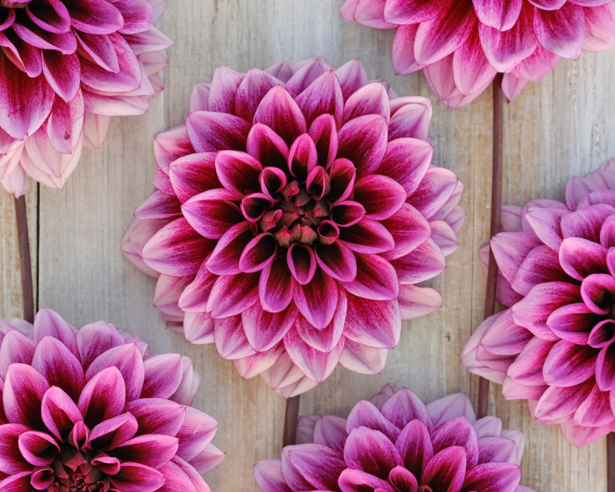 Dahlia 'Davina Michelle' - Image 7