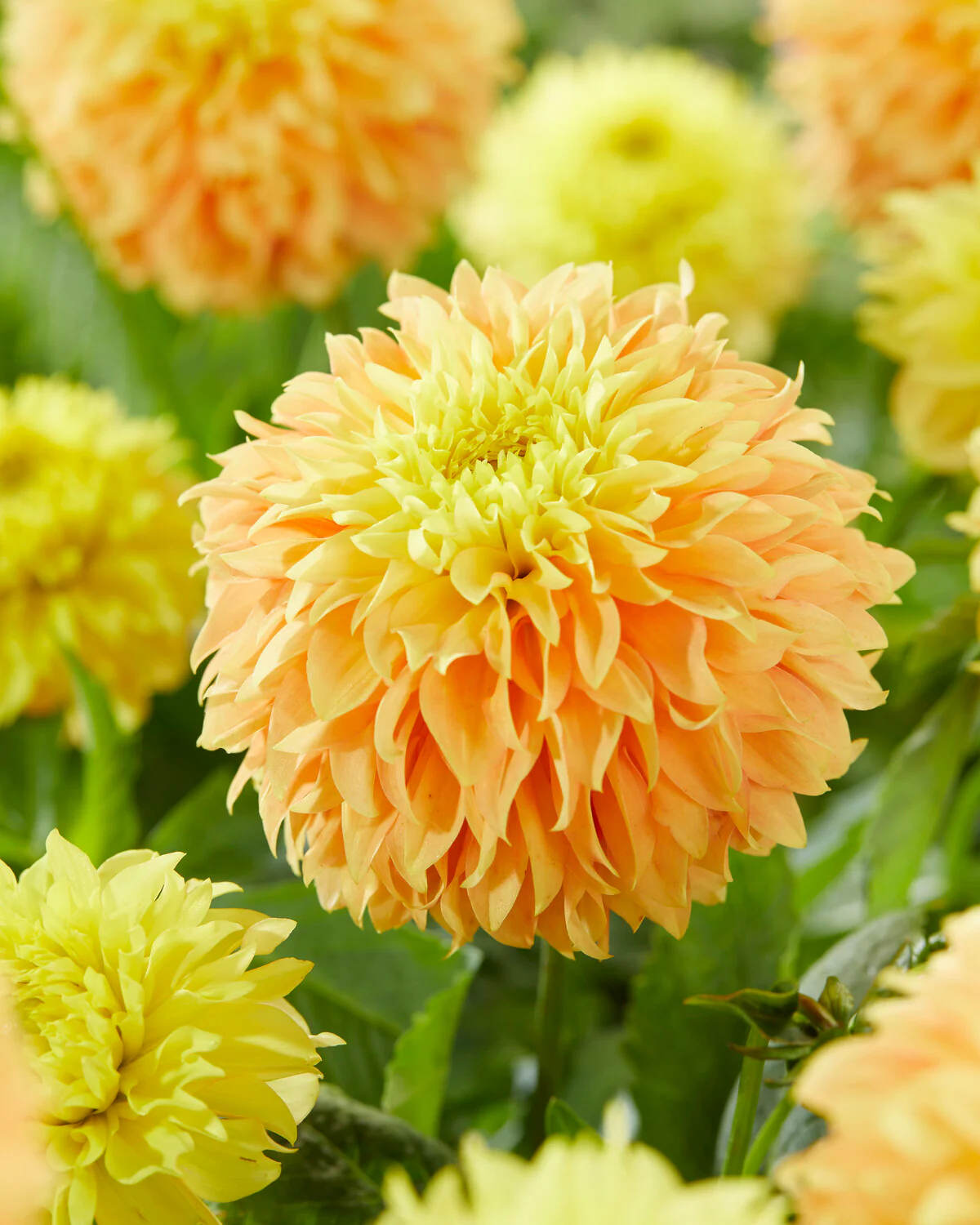 Dahlia 'Deep Impact' - Image 3