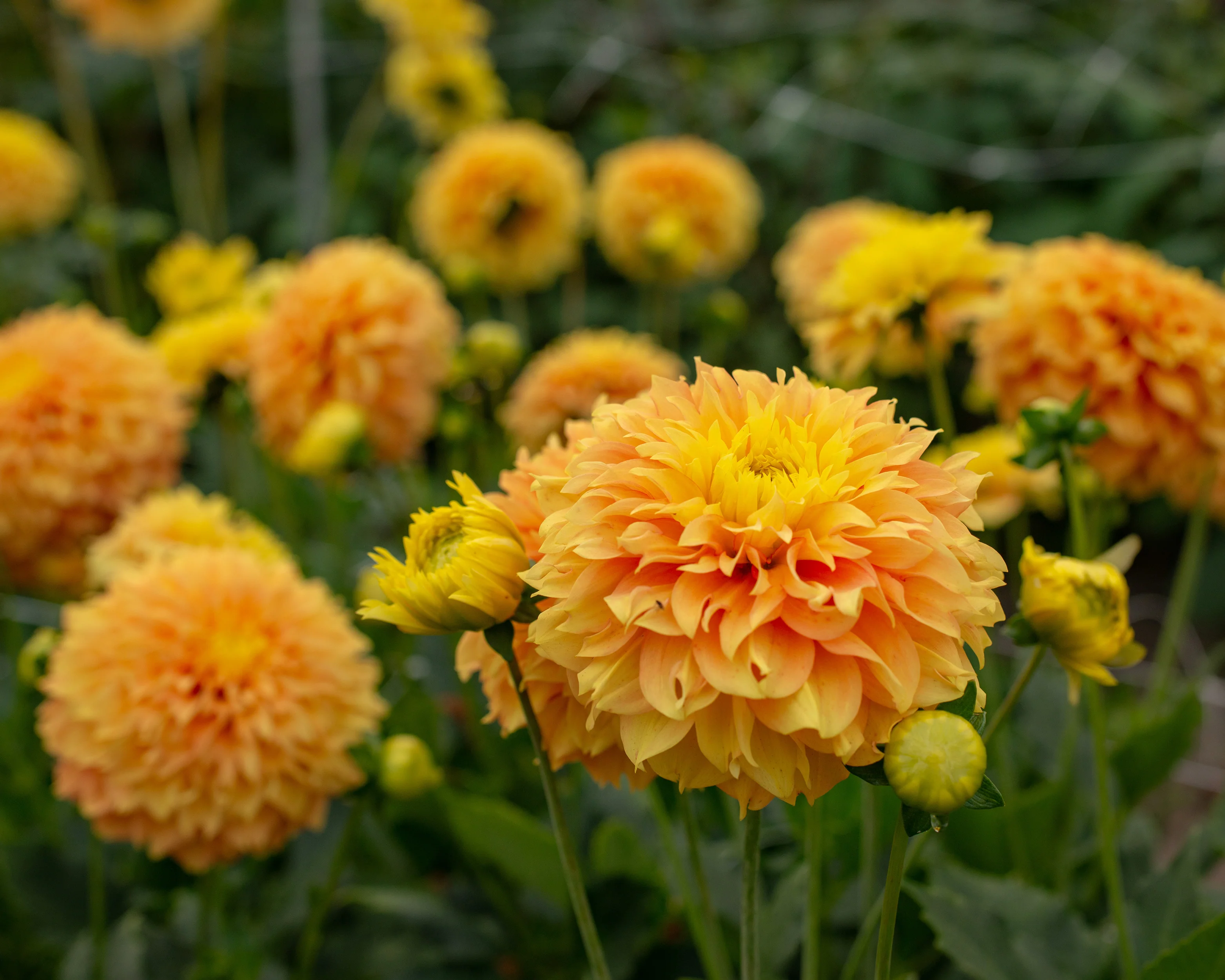 Dahlia 'Deep Impact' - Image 5