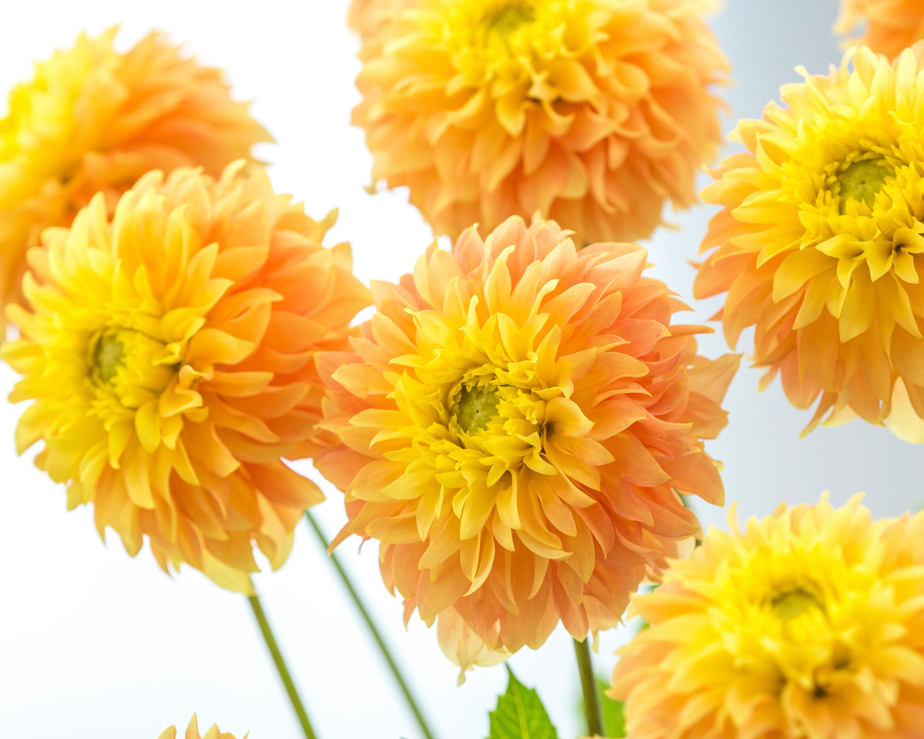 Dahlia 'Deep Impact' - Image 6