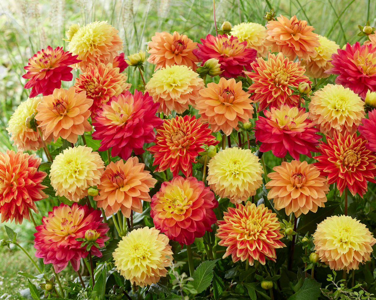 Dahlia 'Deep Impact' - Image 8
