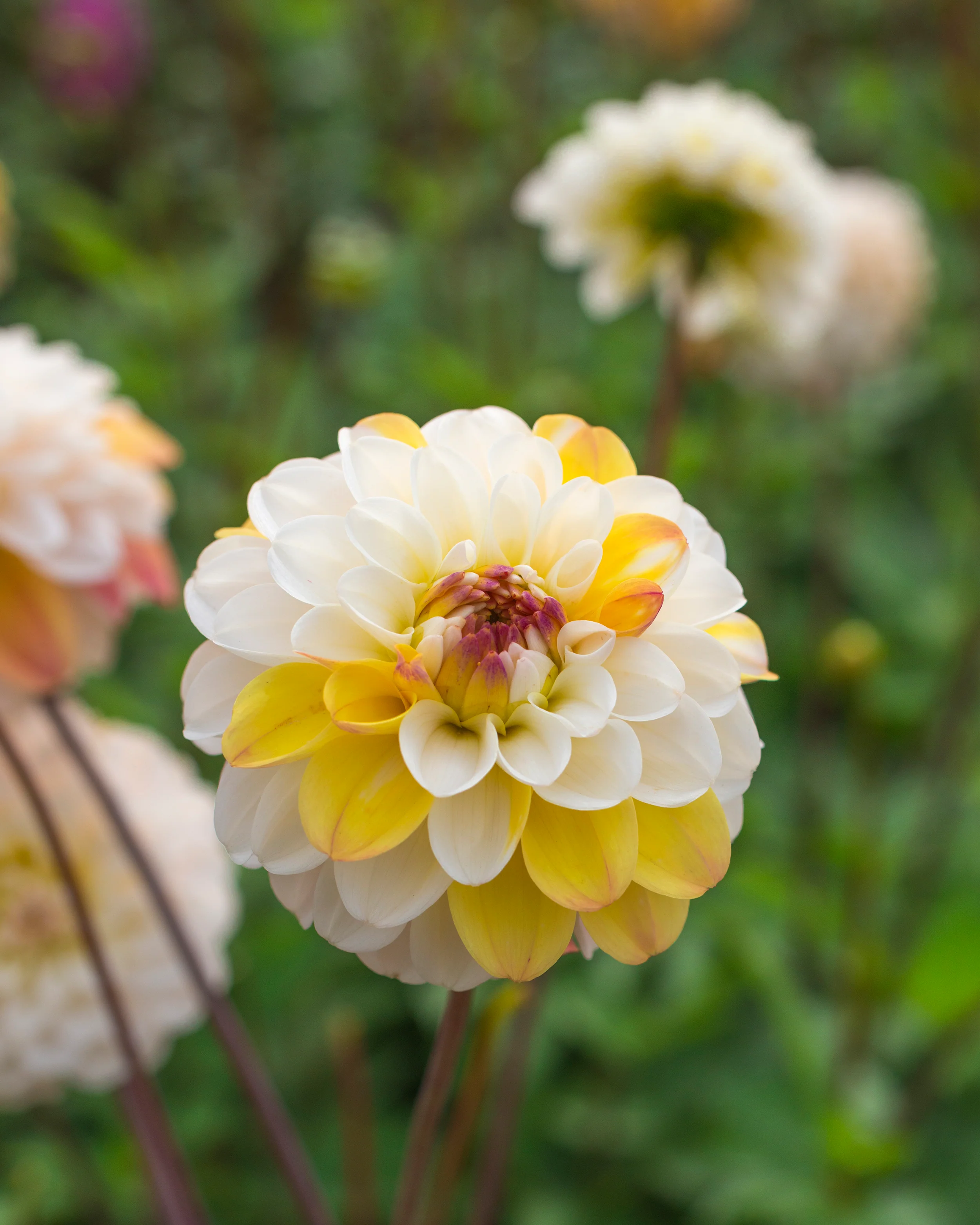 Dahlia 'Double Jill' - Image 7