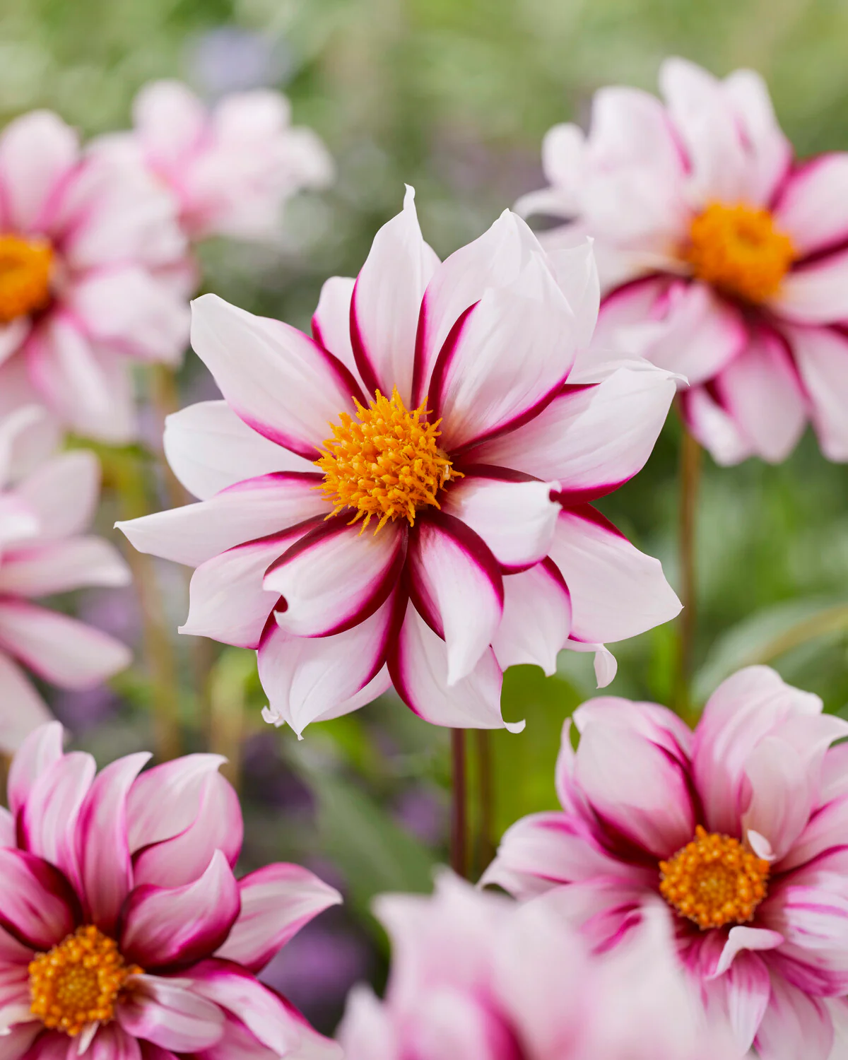 Dahlia 'Edge of Joy' - Image 3