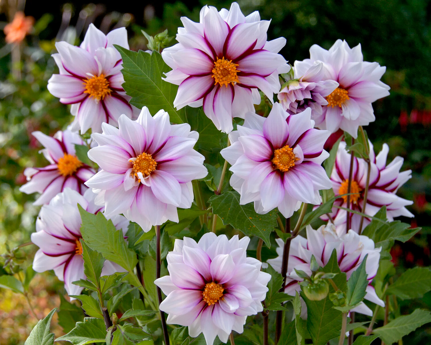 Dahlia 'Edge of Joy' - Image 4
