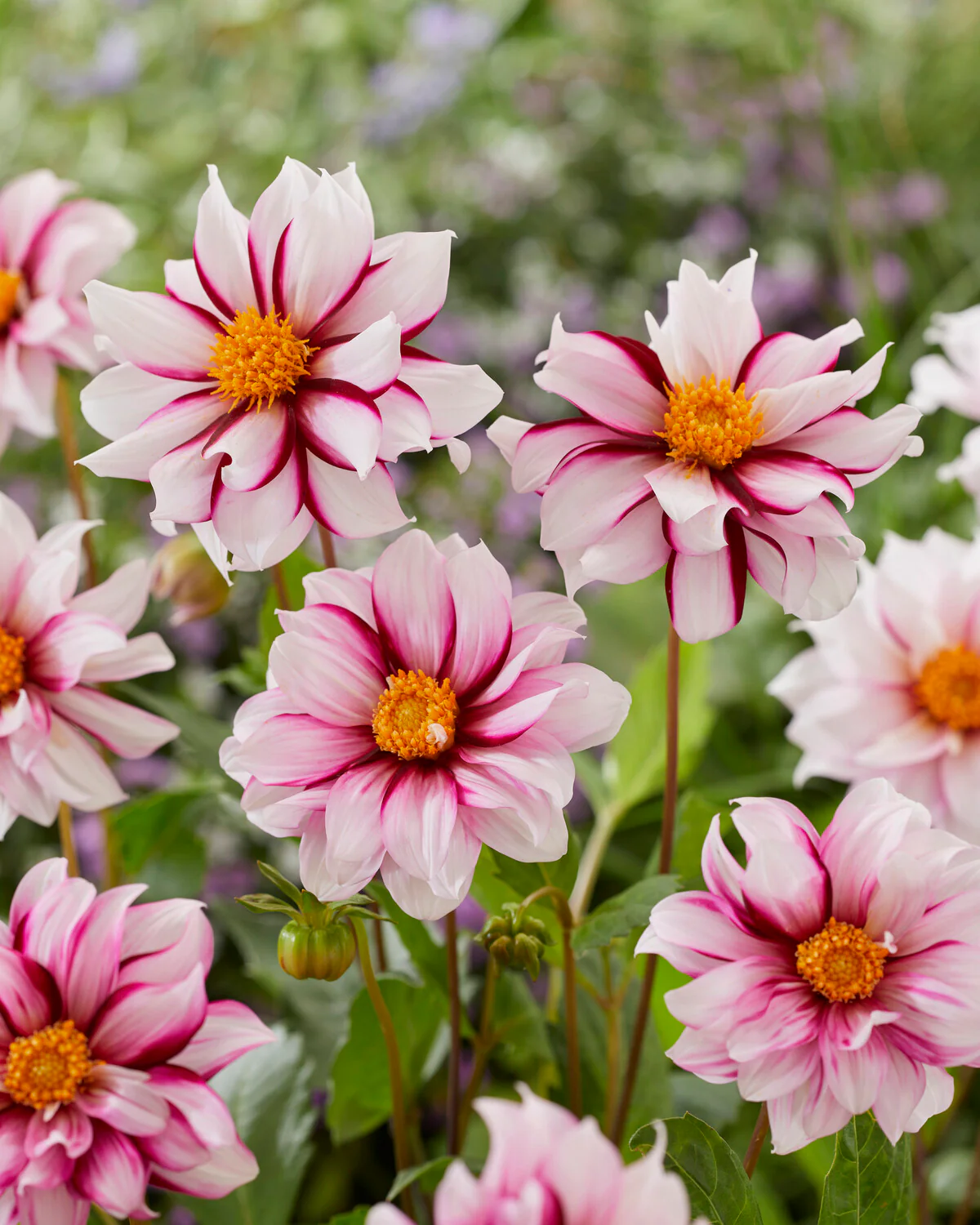 Dahlia 'Edge of Joy' - Image 5