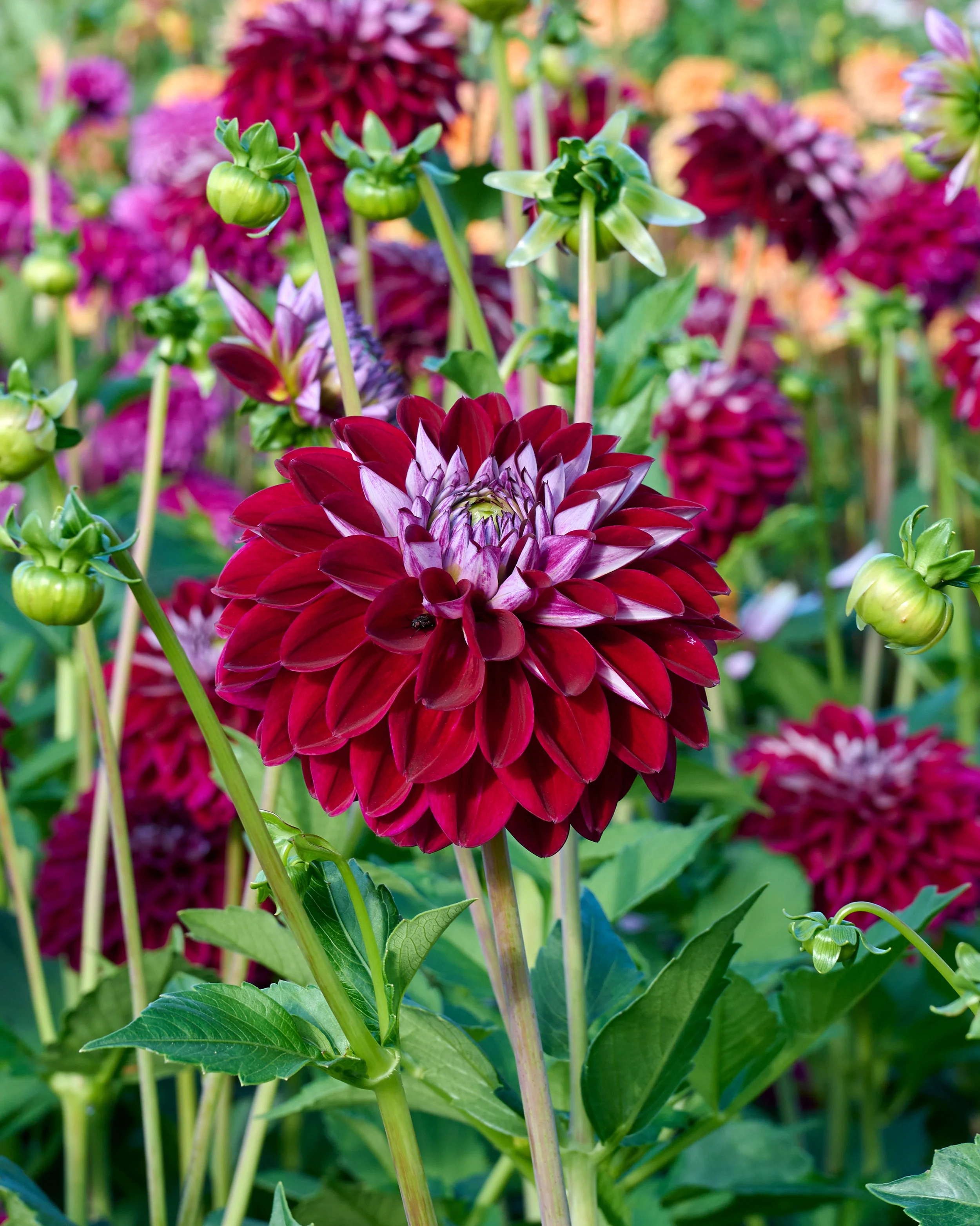 Dahlia 'Embassy' - Image 8