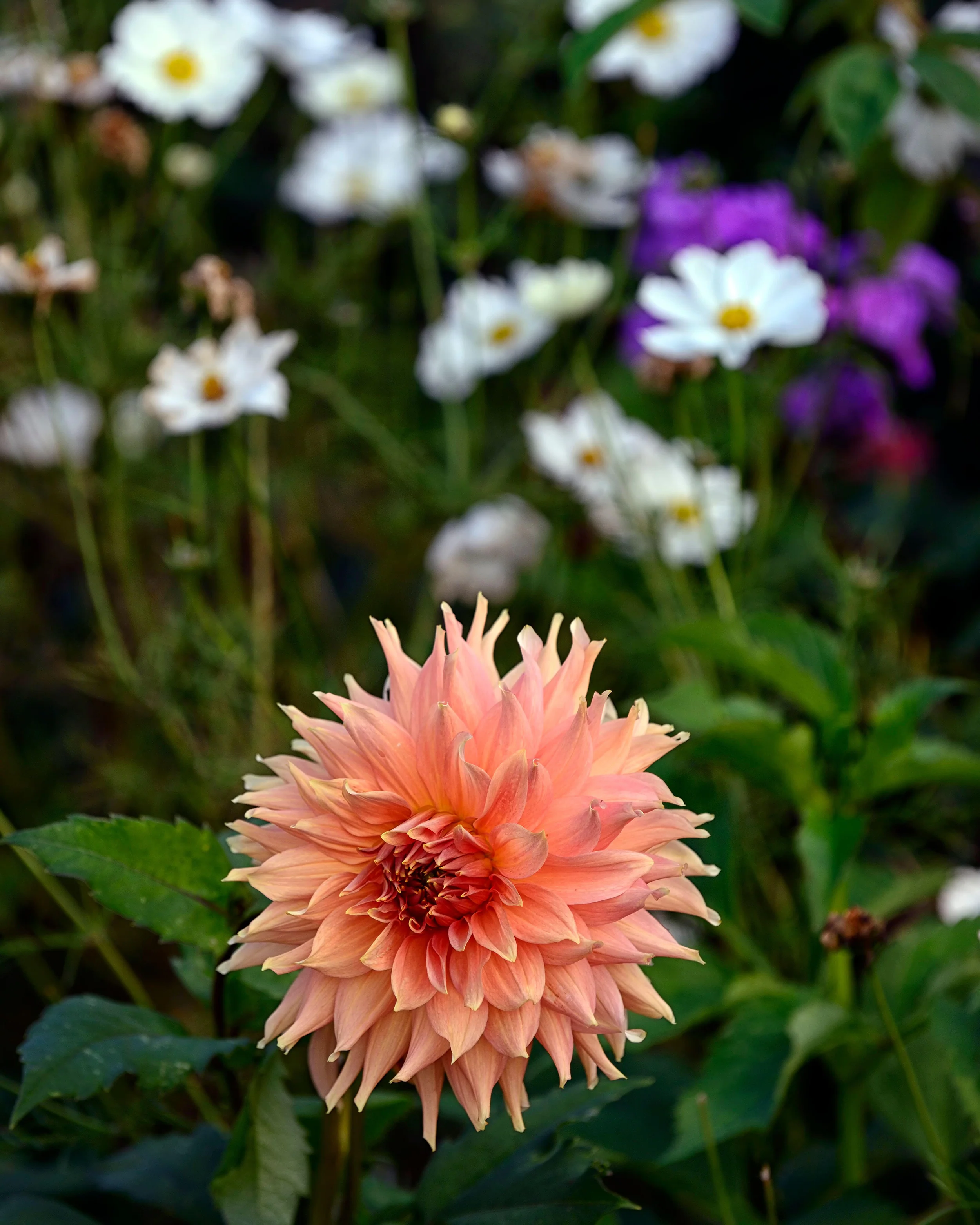 Dahlia 'Fairway Spur' - Image 10