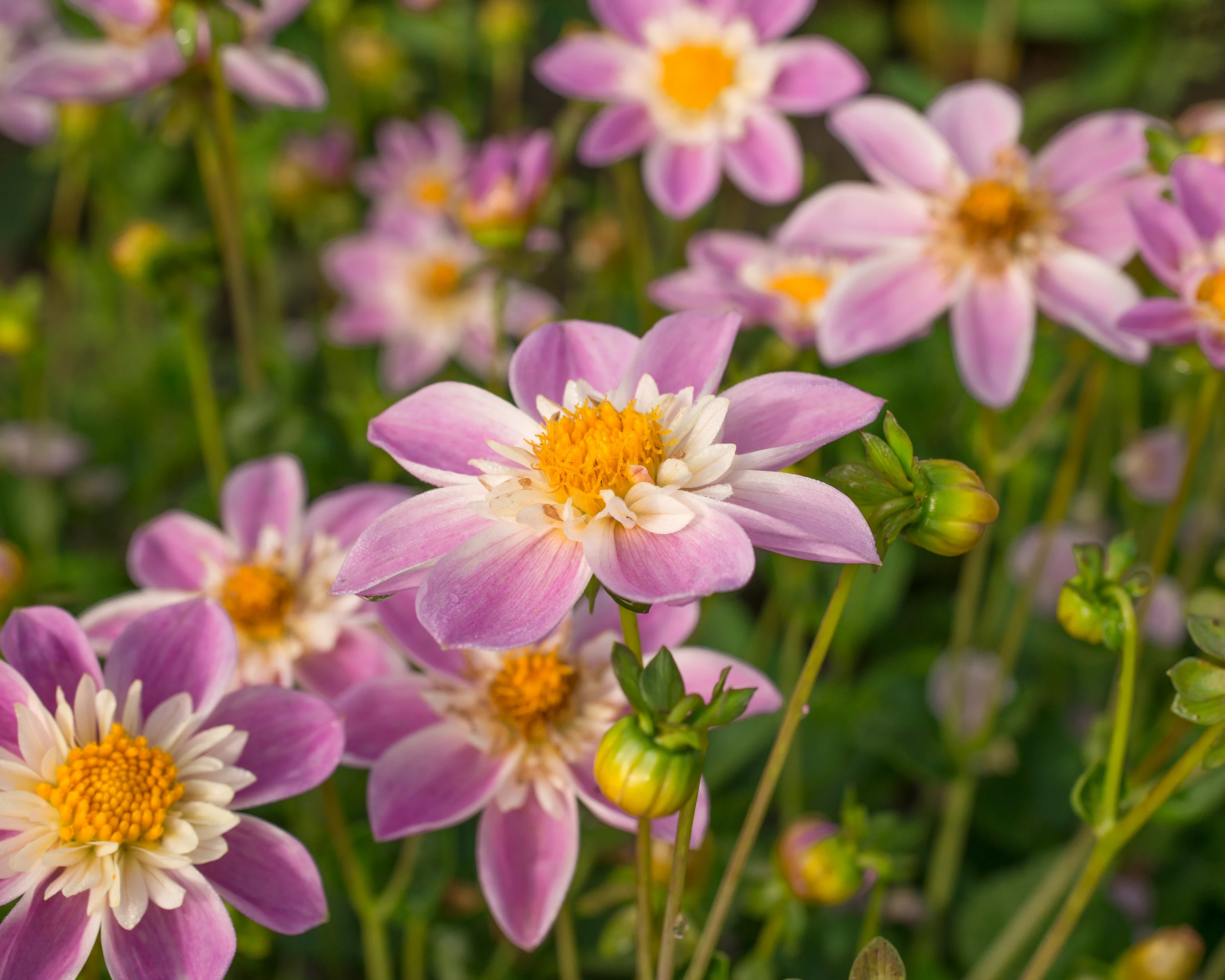 Dahlia 'Famoso' - Image 3