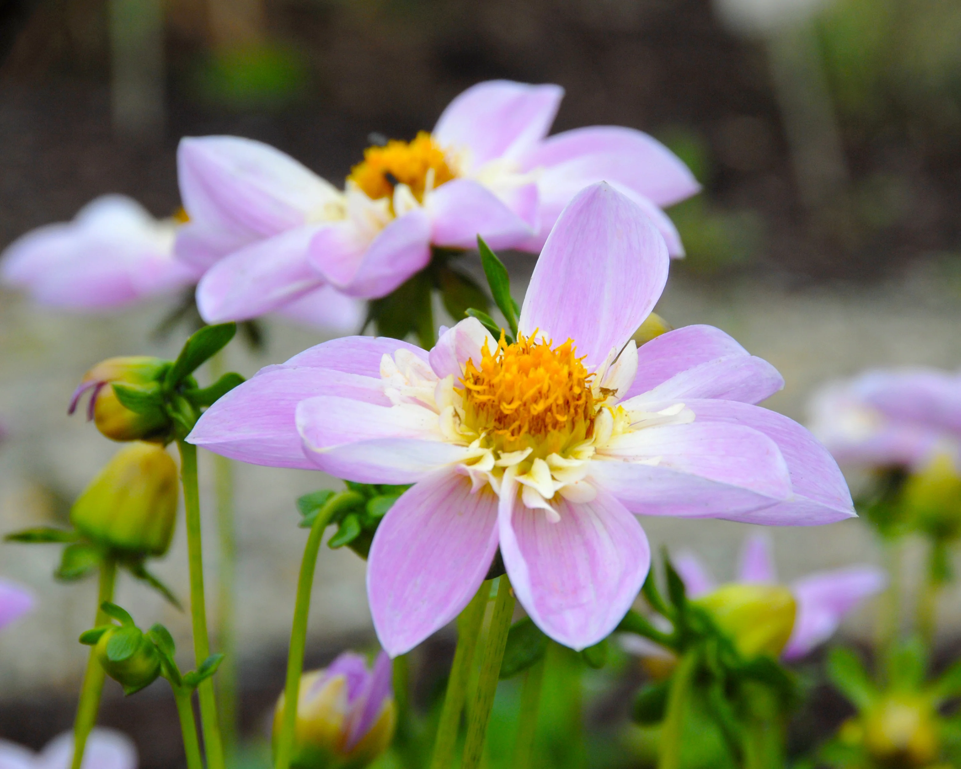 Dahlia 'Famoso' - Image 8