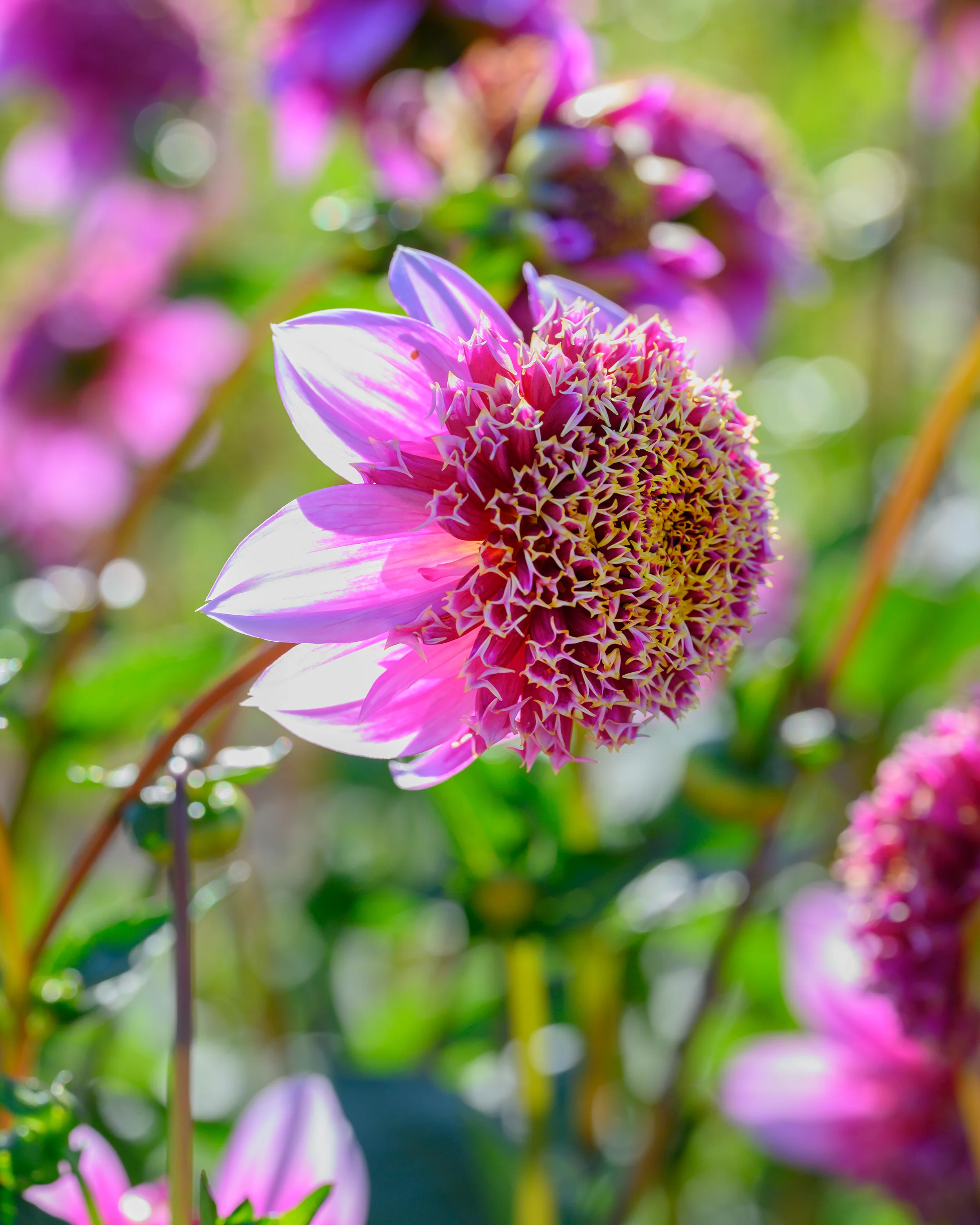 Dahlia 'Fenna Baaij' - Image 3
