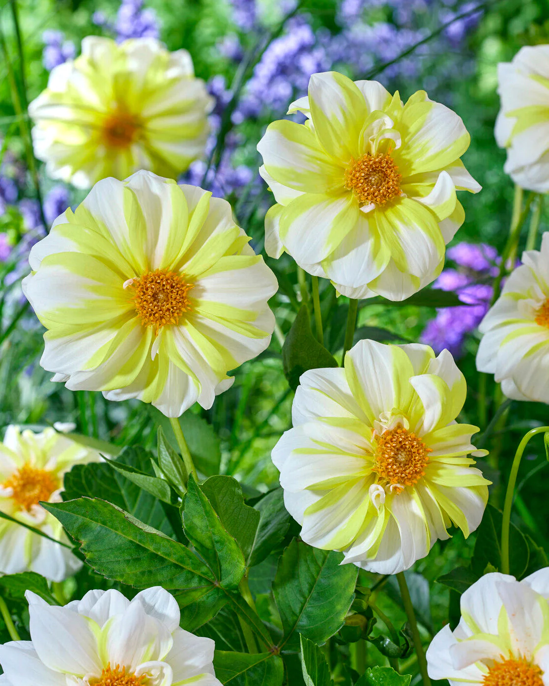 Dahlia 'Fire and Ice Lemon' - Image 2