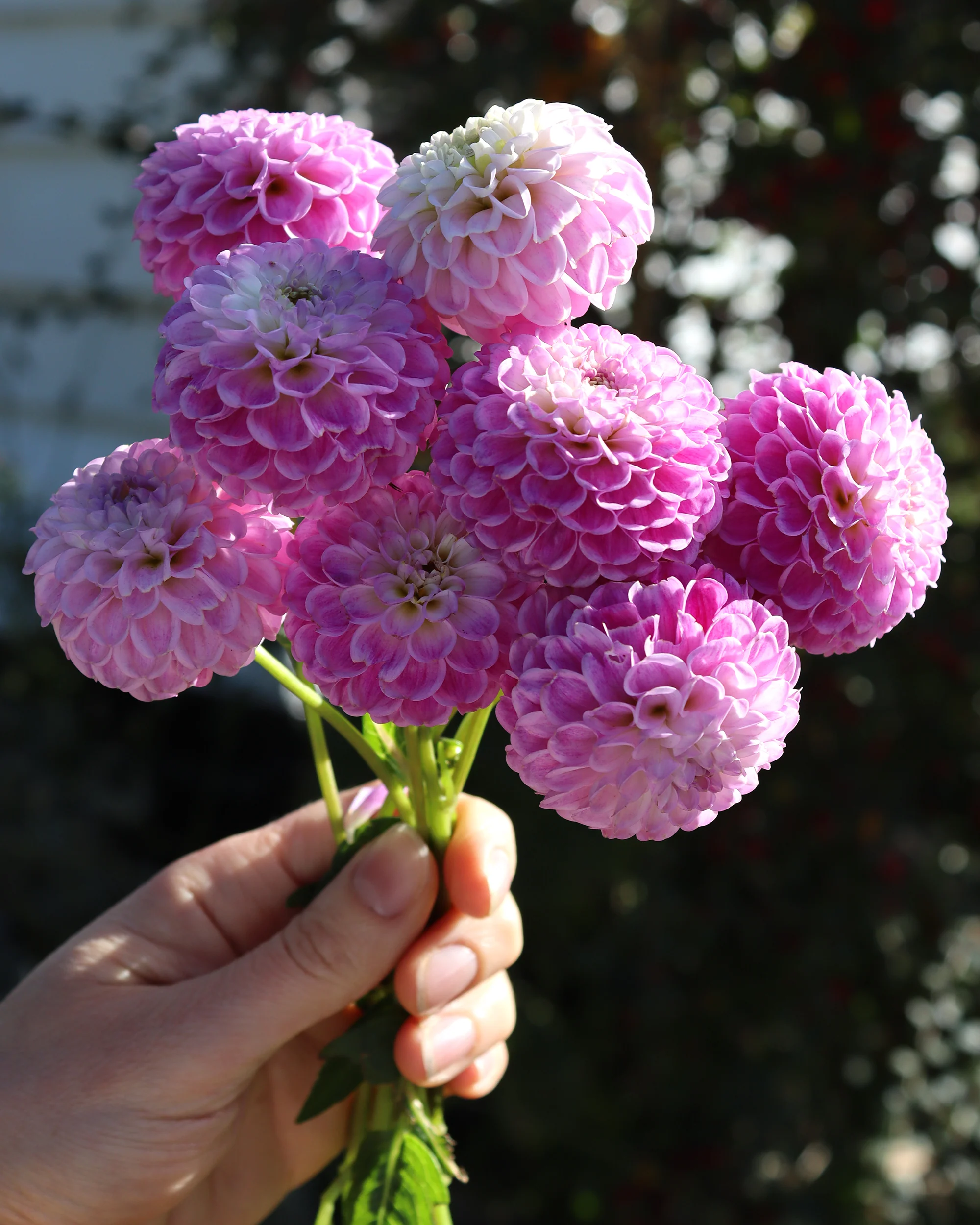 Dahlia 'Franz Kafka' - Image 4