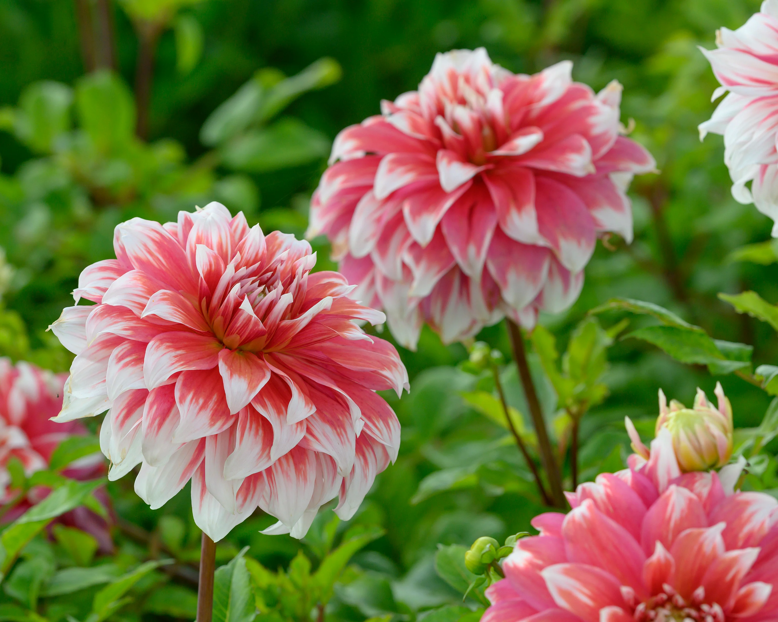 Dahlia 'Frost Nip' - Image 3