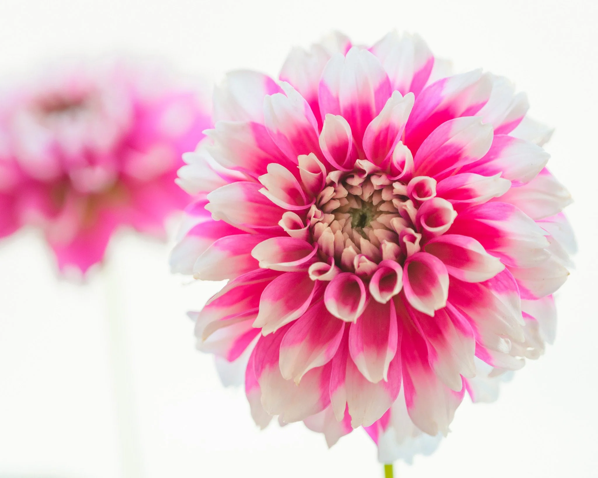 Dahlia 'Fuzzy' - Image 3