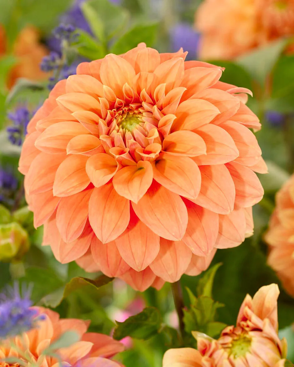 Dahlia 'Garden Jubilee'