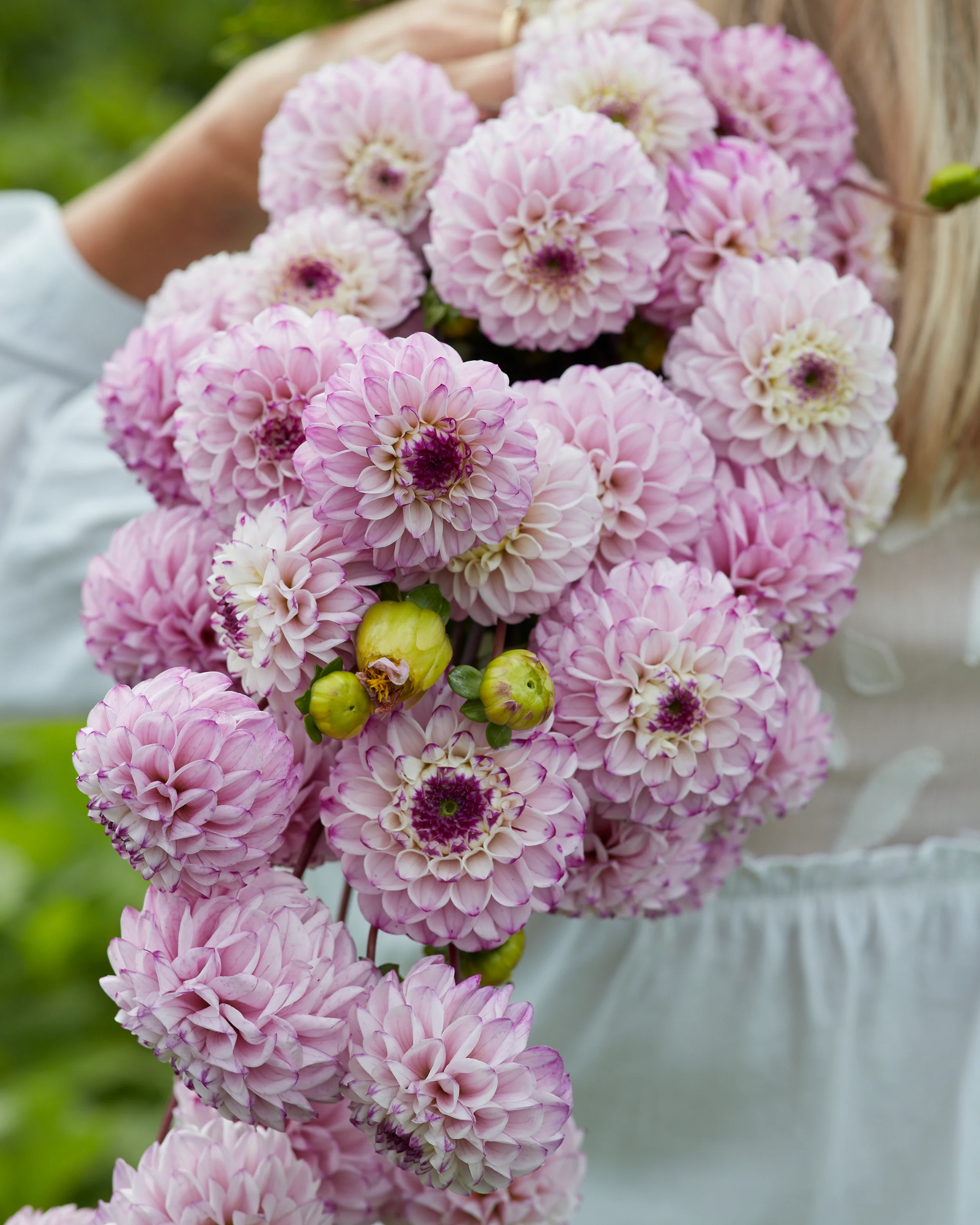 Dahlia 'Genova' - Image 3